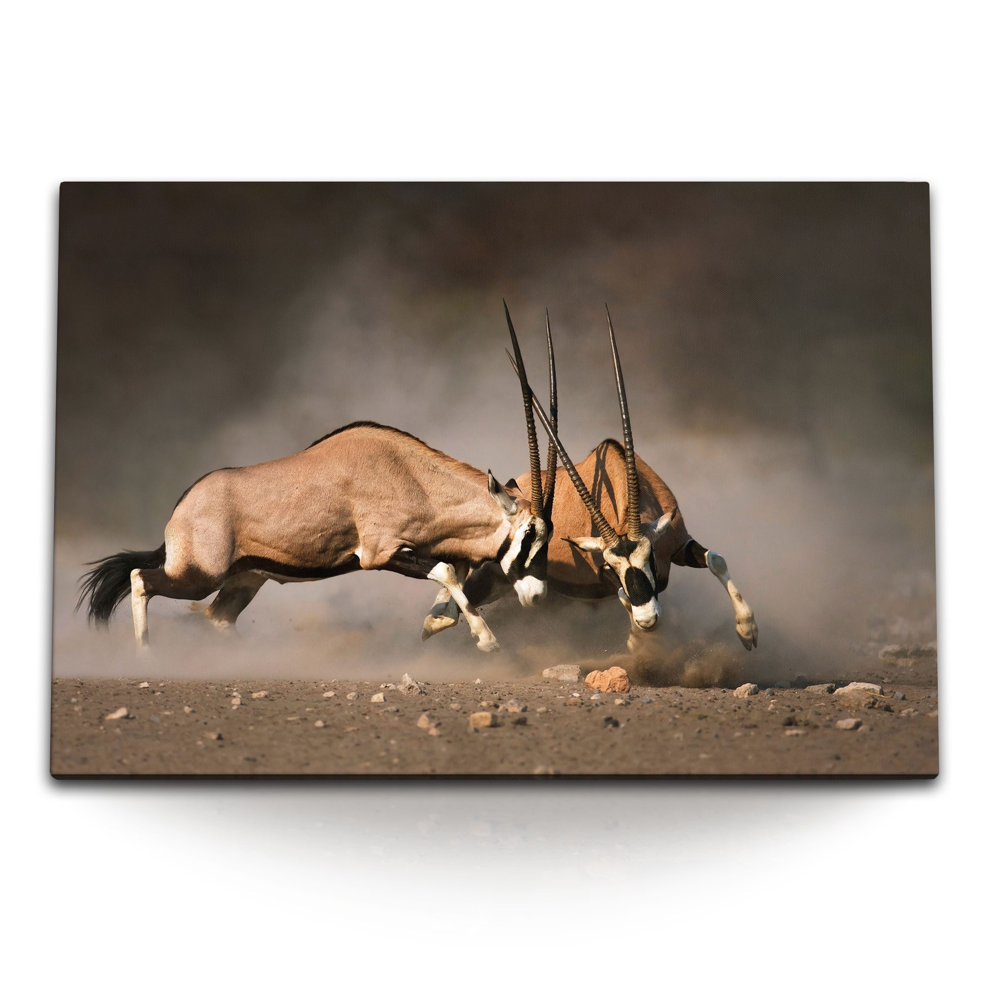 Leinwandbild 120x80cm Wandbild auf Leinwand Bullenkampf Spießbock Natur Tierfotogra