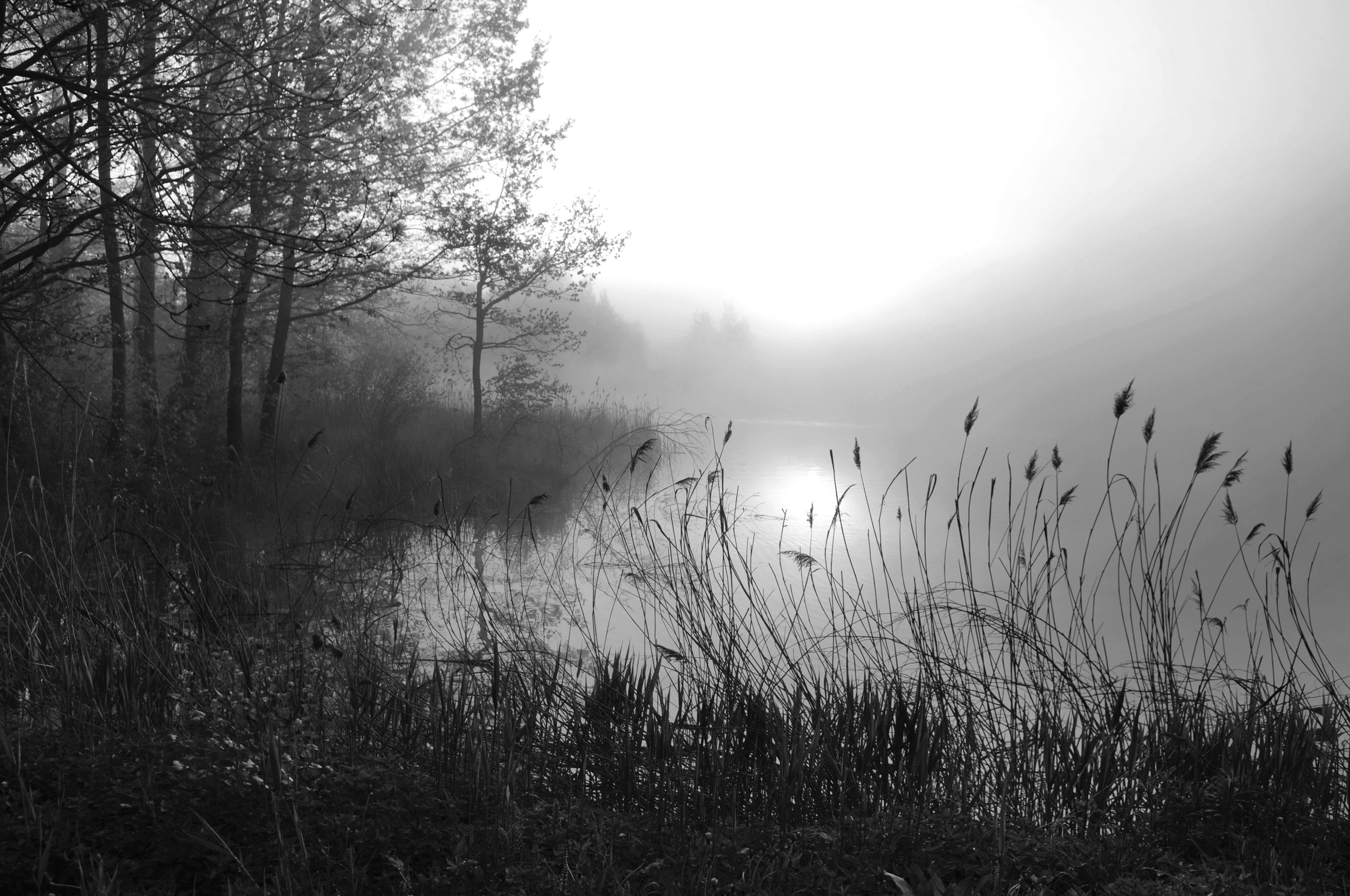 Wald im & See Schwarz Papermoon Fototapete Weiß