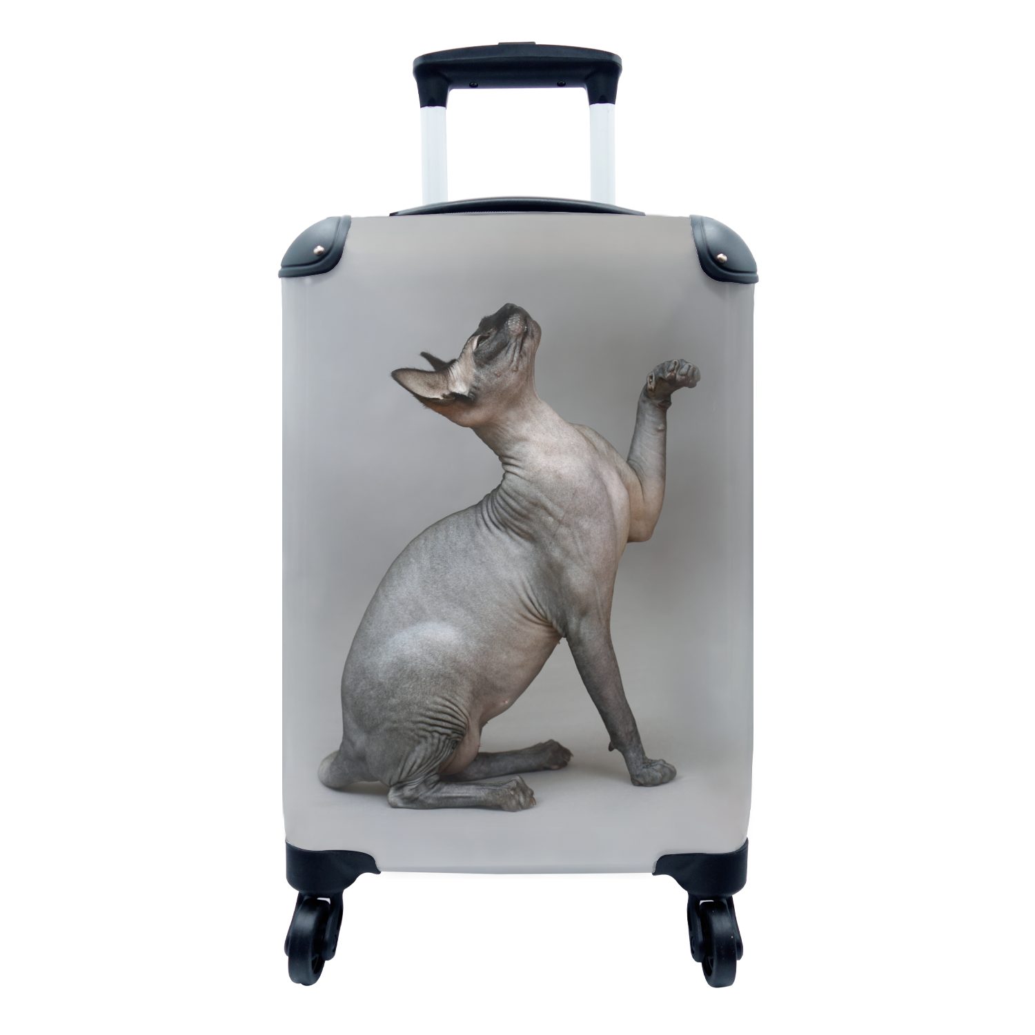 MuchoWow Handgepäckkoffer Posierende Sphynx-Katze auf grauem Hintergrund, 4 Rollen, Reisetasche mit rollen, Handgepäck für Ferien, Trolley, Reisekoffer