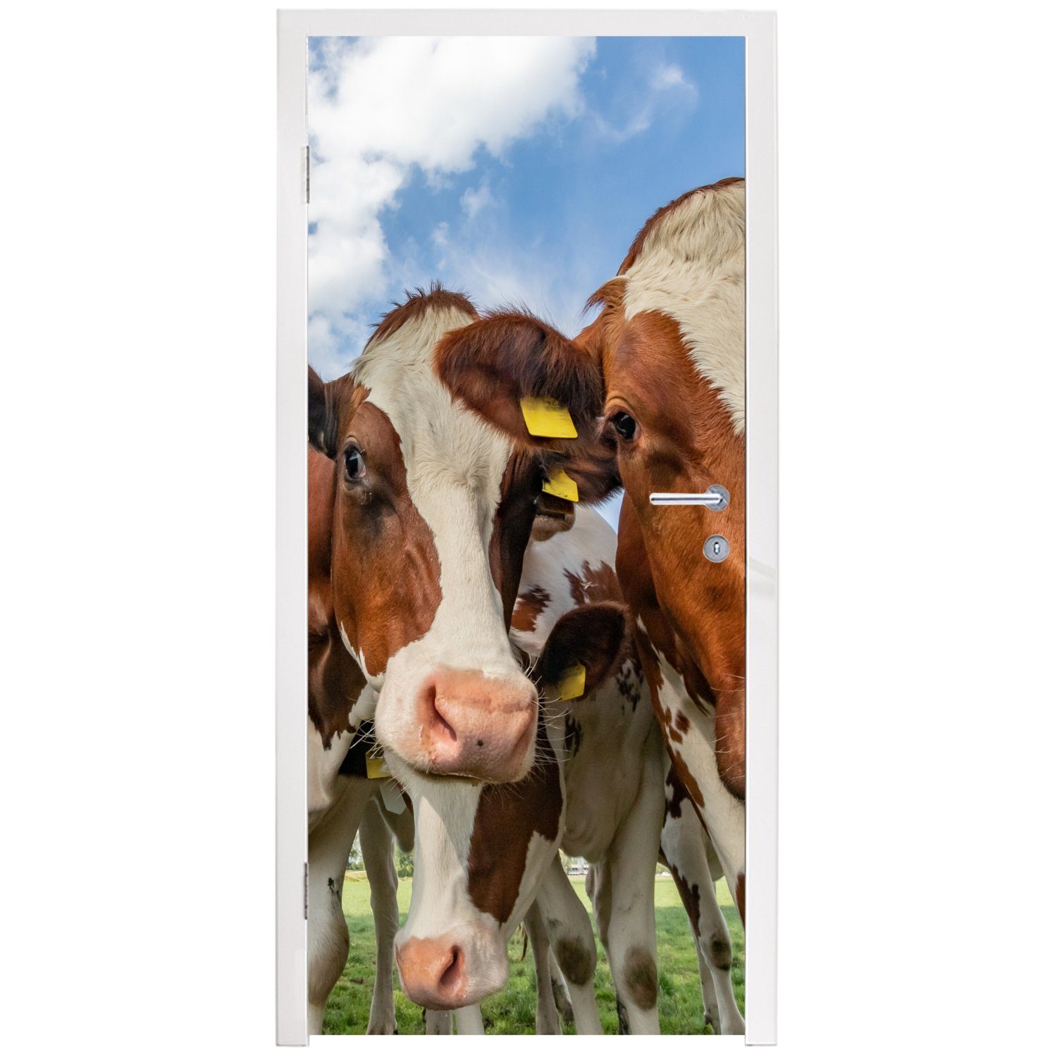 Kühe Fototapete bedruckt, - Matt, (1 Tiere Wiese 75x205 - Türtapete Türaufkleber, St), Natur, - für MuchoWow Tür, cm