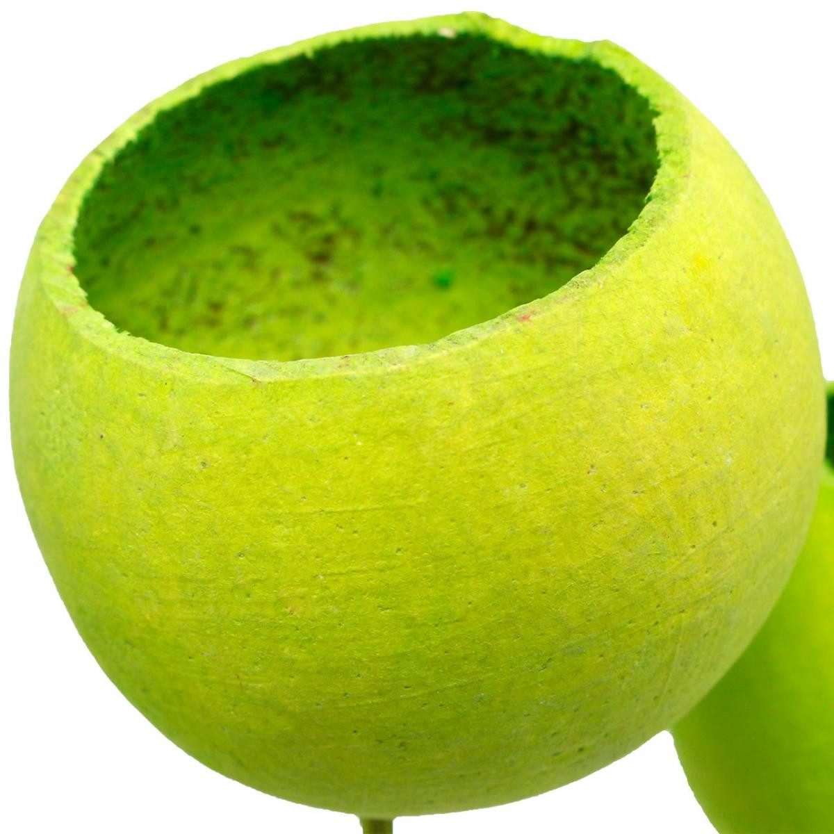 Trockenblume Bell Cup Stiel Grün Deko Exoten Trockenfrucht 15 St, Viana günstig online kaufen