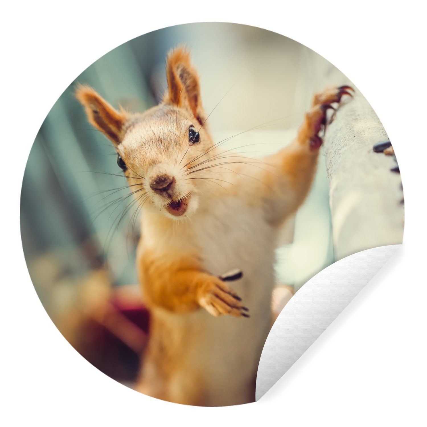 MuchoWow Wandsticker Eichhörnchen - Tier - Herbst - Porträt (1 St), Tapetenkreis für Kinderzimmer, Tapetenaufkleber, Rund, Wohnzimmer