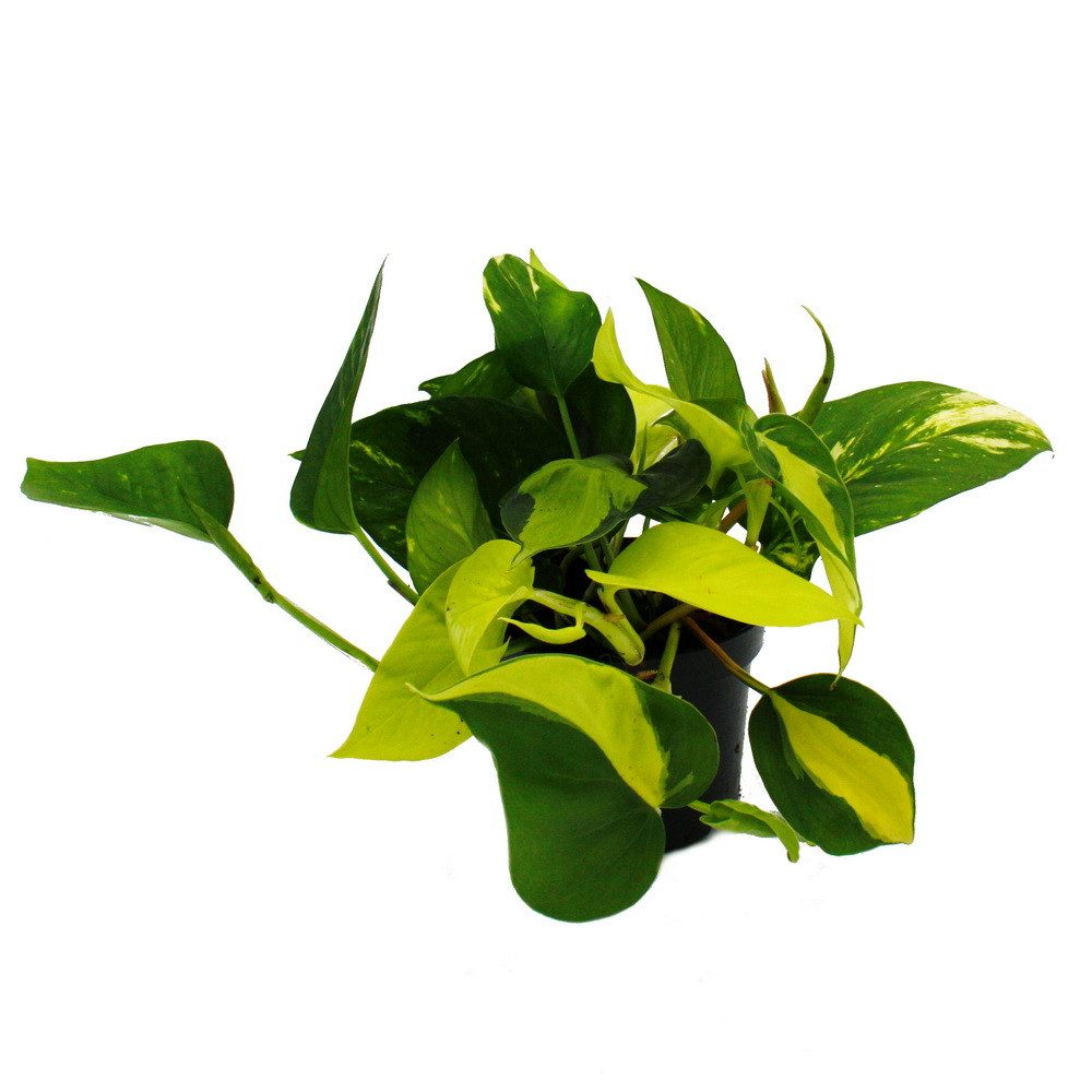 Exotenherz Zimmerpflanze Efeututen-Trio 3 ver. Sorten rankendes Epipremnum günstig online kaufen