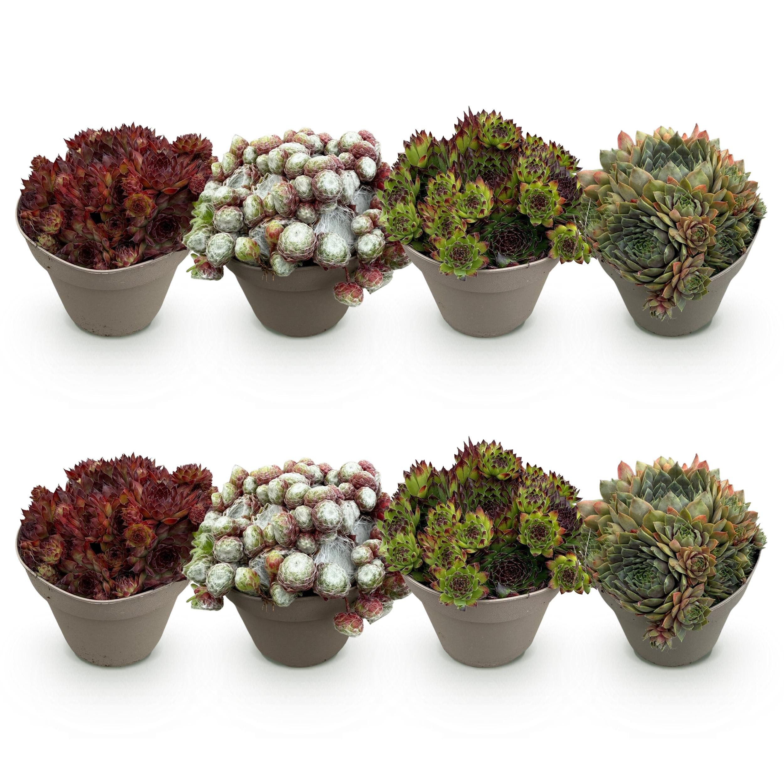 Exotenherz Bodendecker Exotenherz Bodendecker - Hauswurz Sempervivum Mix Big Sam - 8er Set