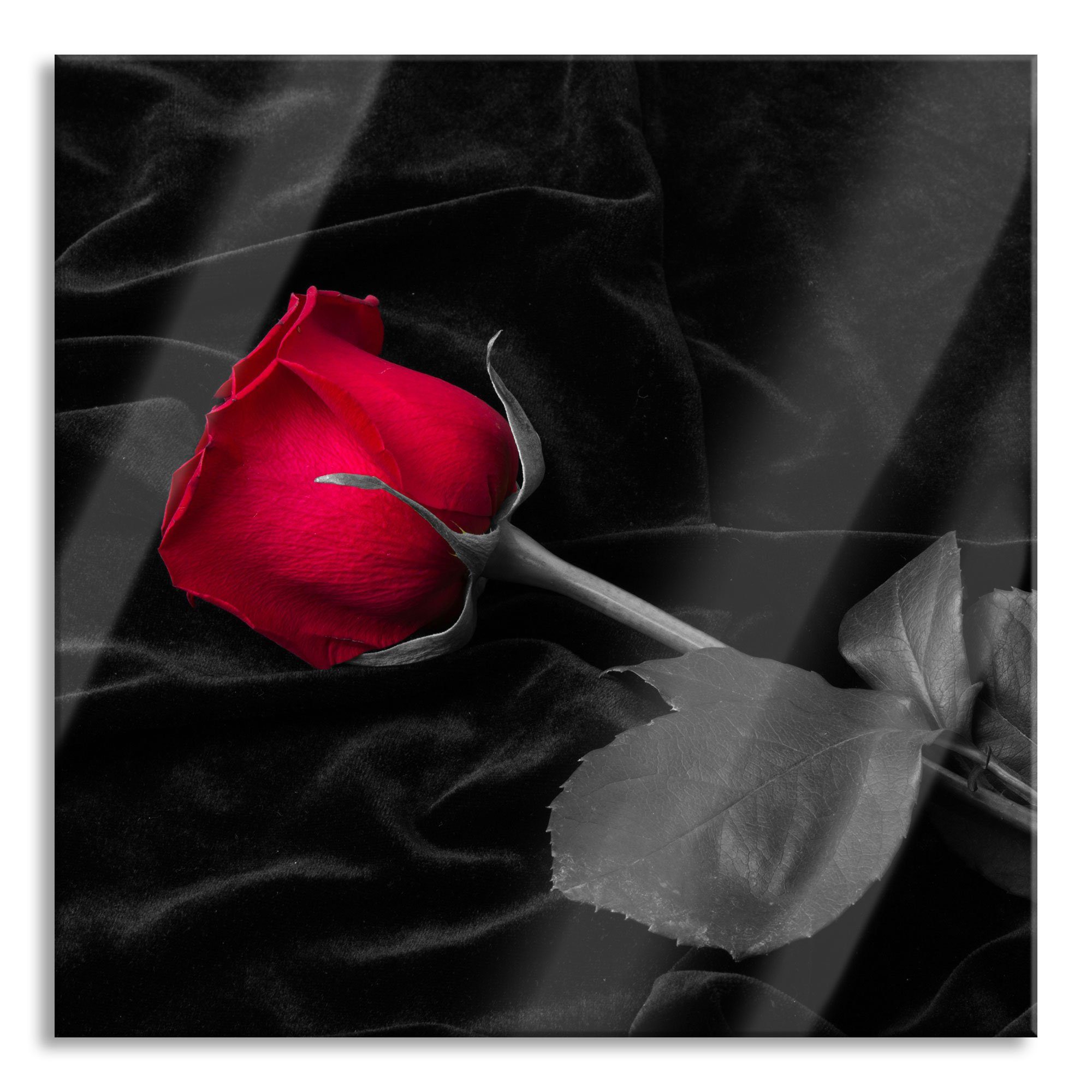 Glasbild Rose gebettet auf Samt