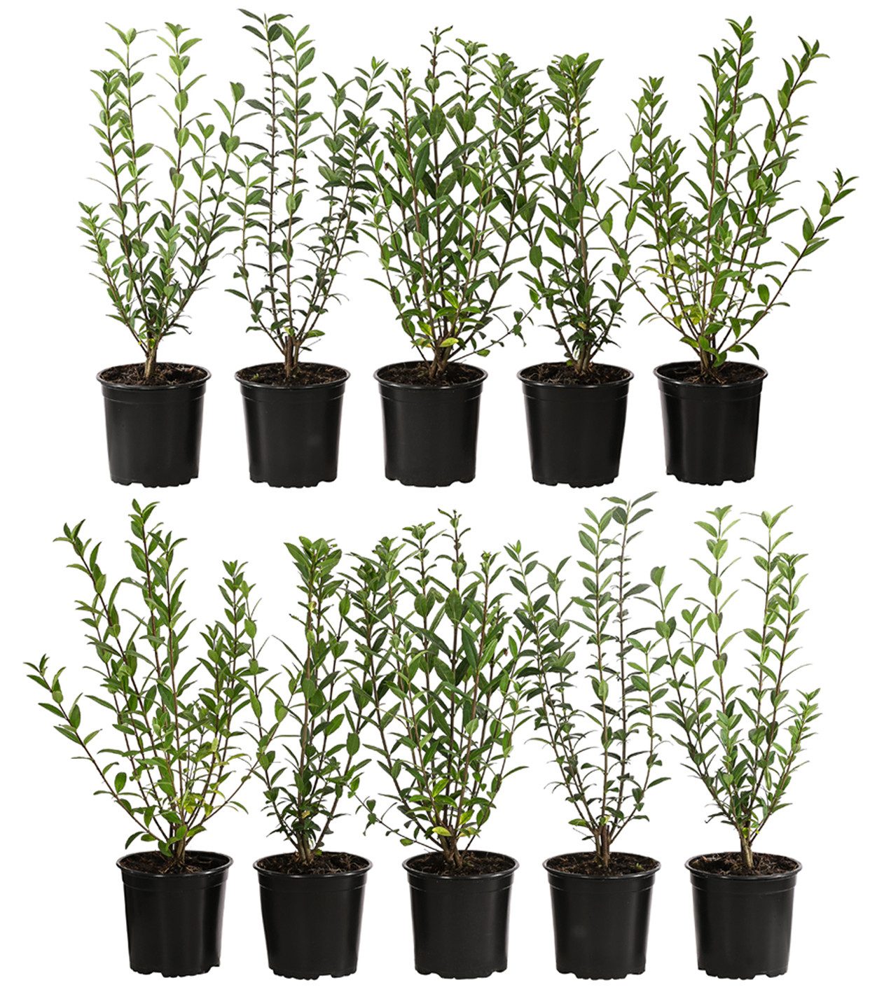 Dehner Hecken Liguster Atrovirens, 10 Растения, ca. 2 -3 m, 30 - 35 cm, wintergrüne Sichtschutz-Hecke, Blütenrispen ab Juni