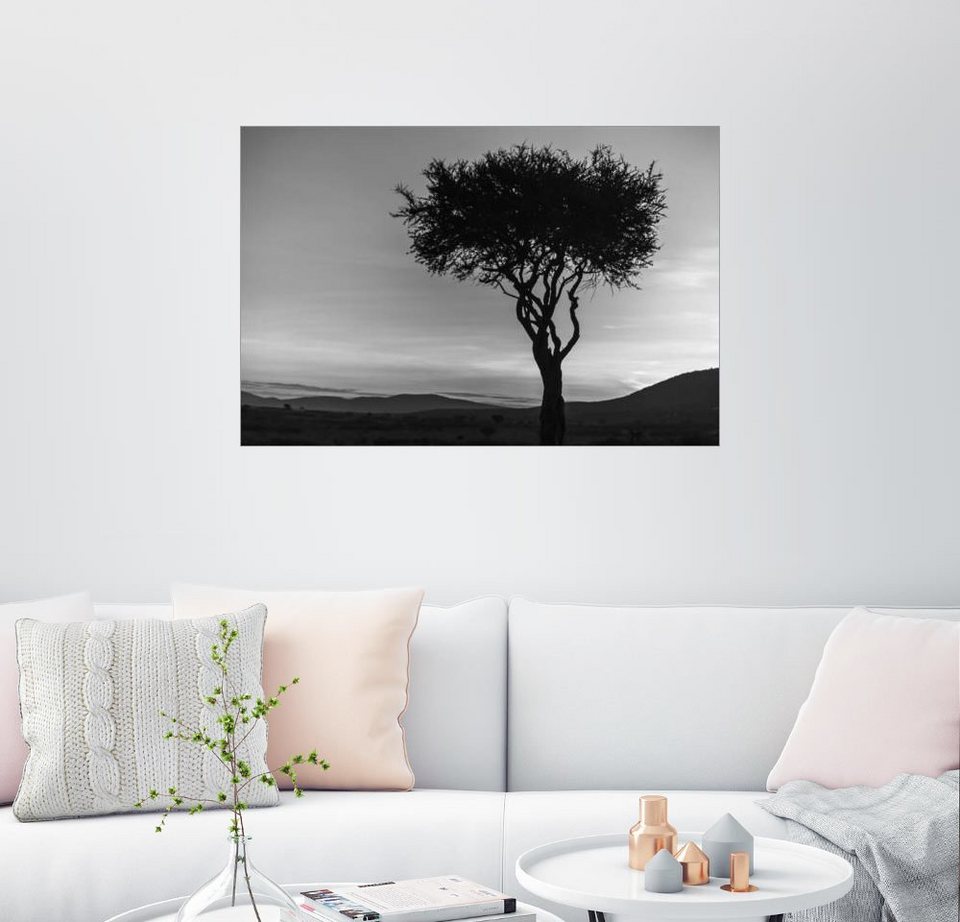 Posterlounge Wandbild, Afrikanischer Baum in Kenia in Posterlounge Wandbild, Afrikanischer Baum in Kenia in