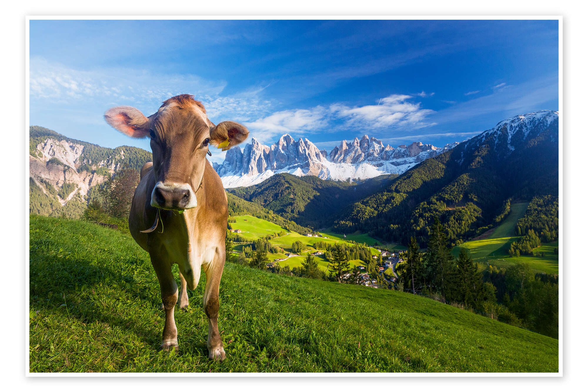 Posterlounge Wandbild Kuh Paradies in Südtirol, Dolomiten, Dieter Meyrl, erhältlich als Poster, Leinwandbild, Wandsticker oder Acrylglasbild