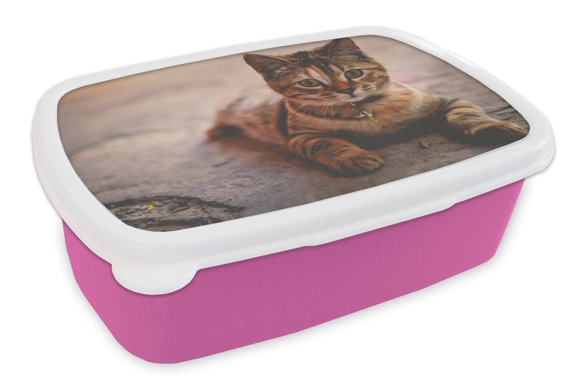 Kunststoff, - Lunchbox Kleid (2-tlg), Snackbox, Mädchen, rosa Kunststoff Brotdose für - Kinder, Katze Brotbox Erwachsene, Halsband, MuchoWow