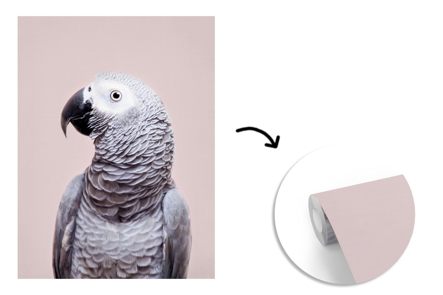Vinyl bedruckt, - (4 Papagei - Fototapete für Montagefertig Tapete Natur, Wandtapete St), - Wohnzimmer, Matt, Tiere MuchoWow Grau