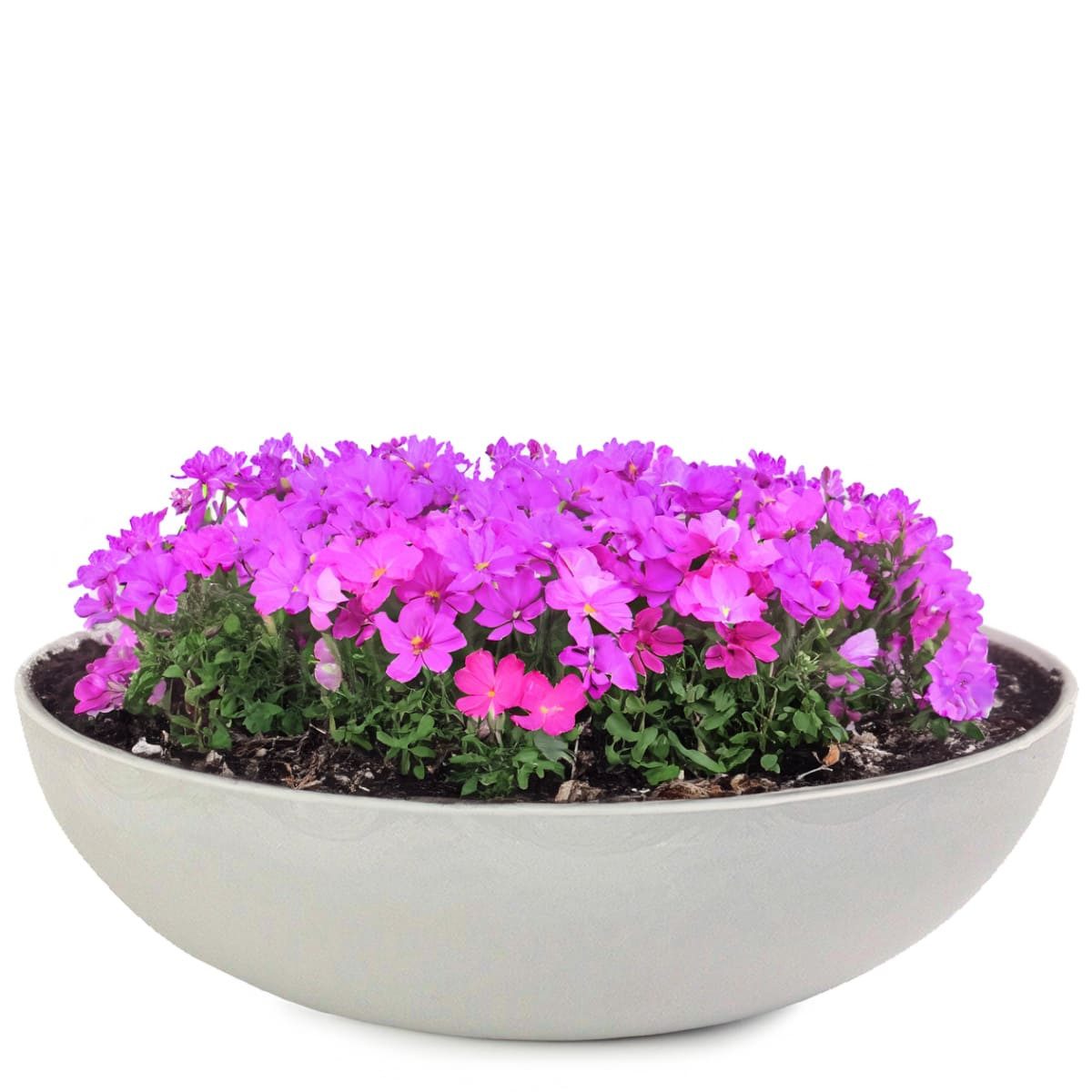 matches21 HOME & HOBBY Blumentopf Миски для рослин für draussen Dekoschalen rund beige grau 37 cm (1 St), Blumen-Schale als wetterfeste Friedhof-Schale Grab-Schmuck Grabschale