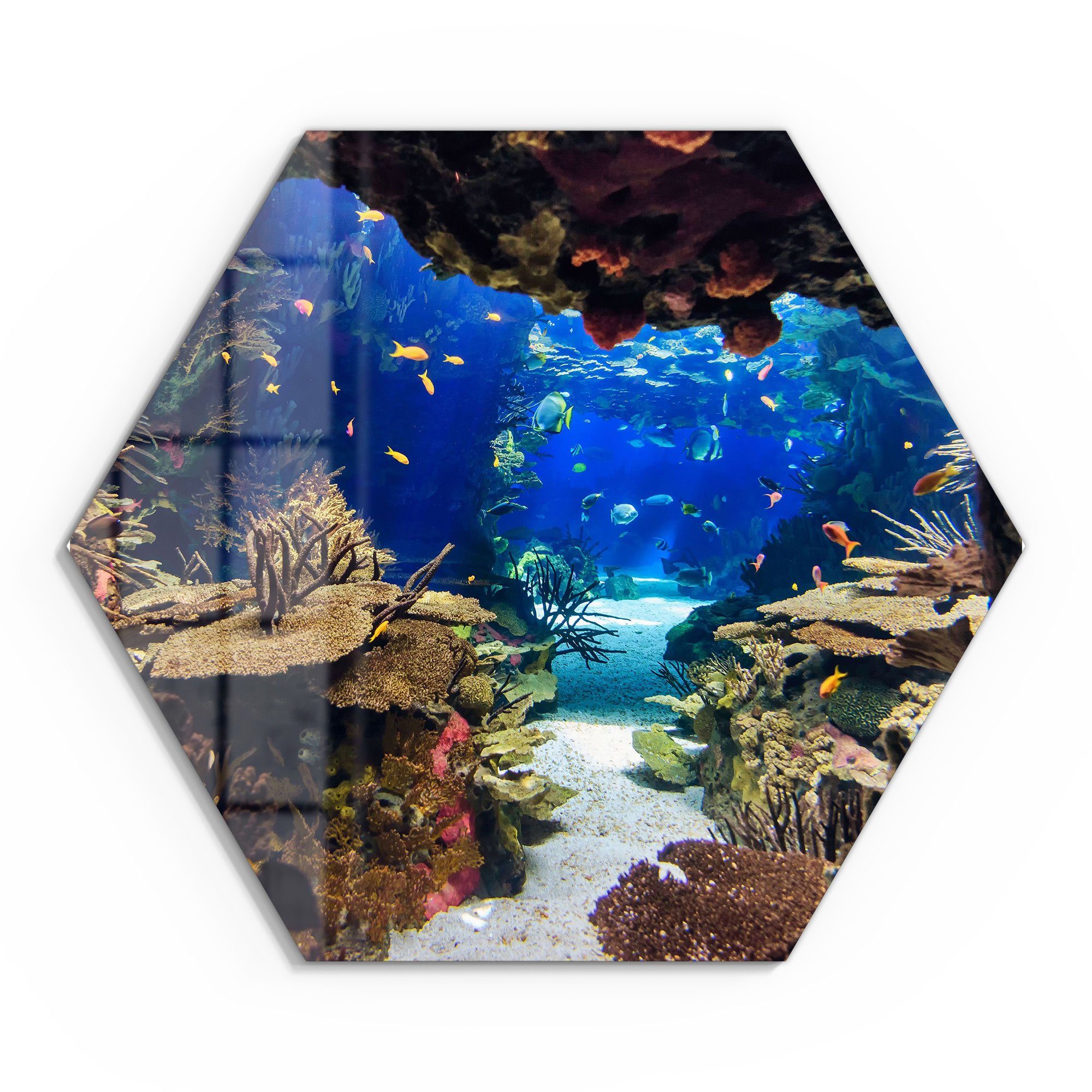 DEQORI Glasbild 'Exotisches Aquarium', 'Exotisches Aquarium', günstig online kaufen