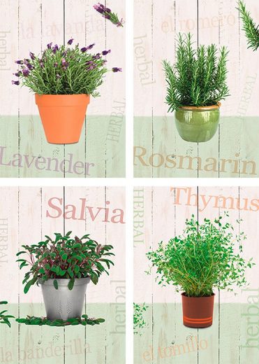 Artland Poster »Lavendel, Rosmarin, Salbei, Thymian«, Pflanzen (4 Stück
