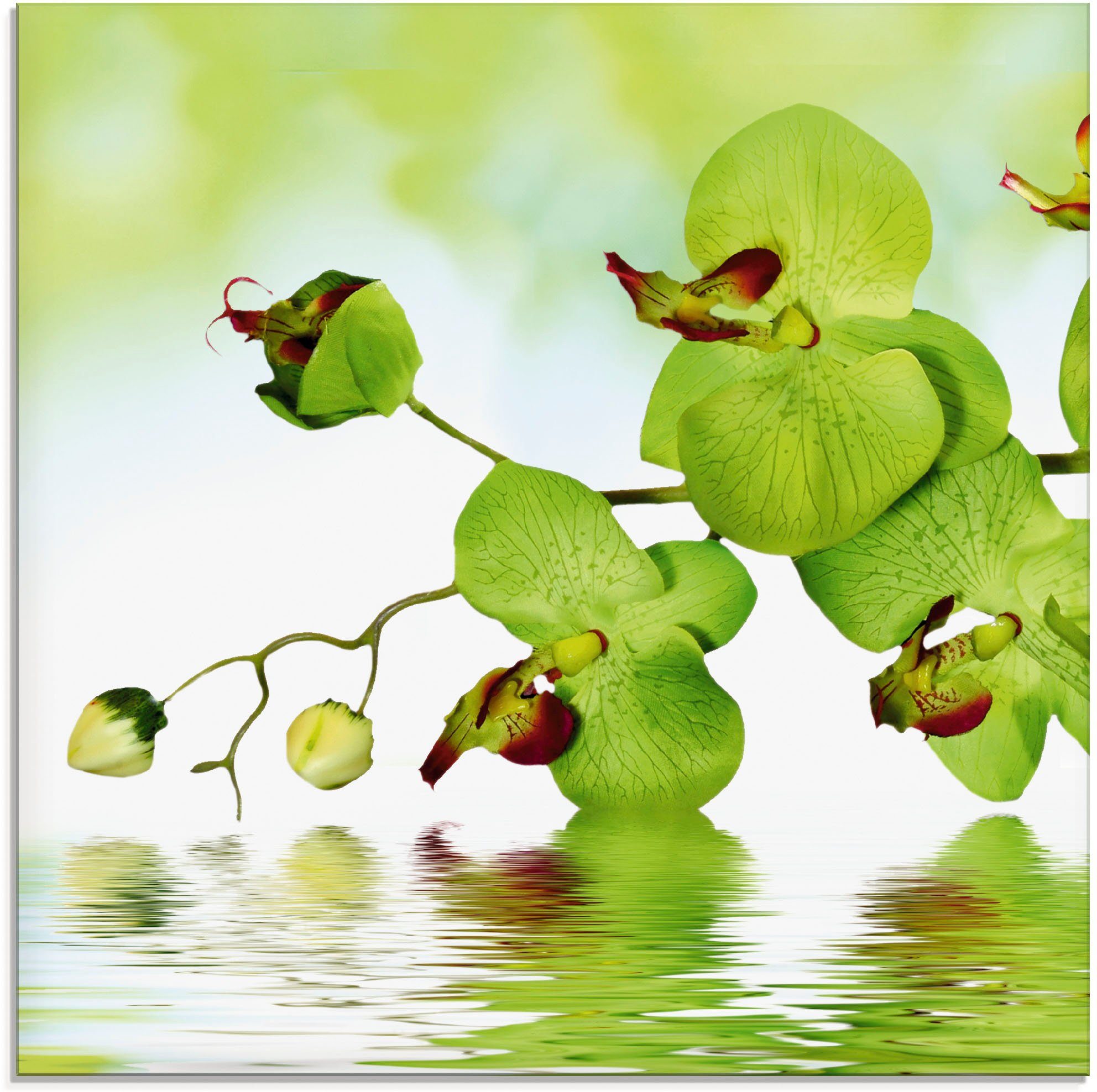 (1 grünem St), Glasbild in Größen Blumen Hintergrund, Schöne Artland mit verschiedenen Orchidee