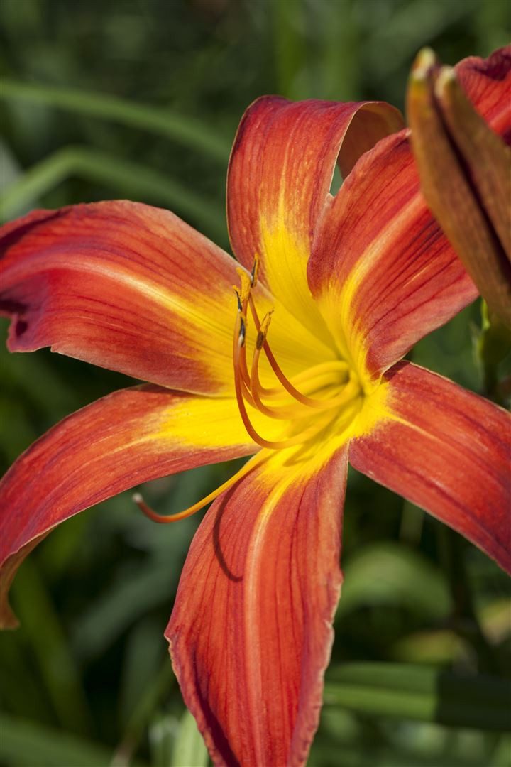Pflanzen für Dich Staude Hemerocallis cult. Autumniale Red, 1 St., Taglilie