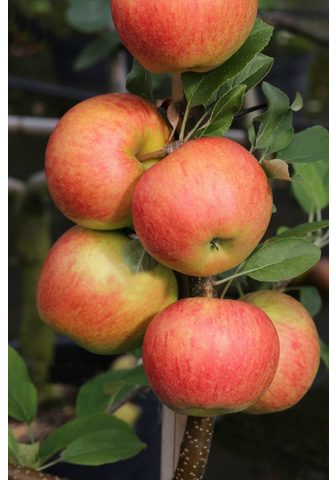 BCM Obstbaum »Apfel Elstar«