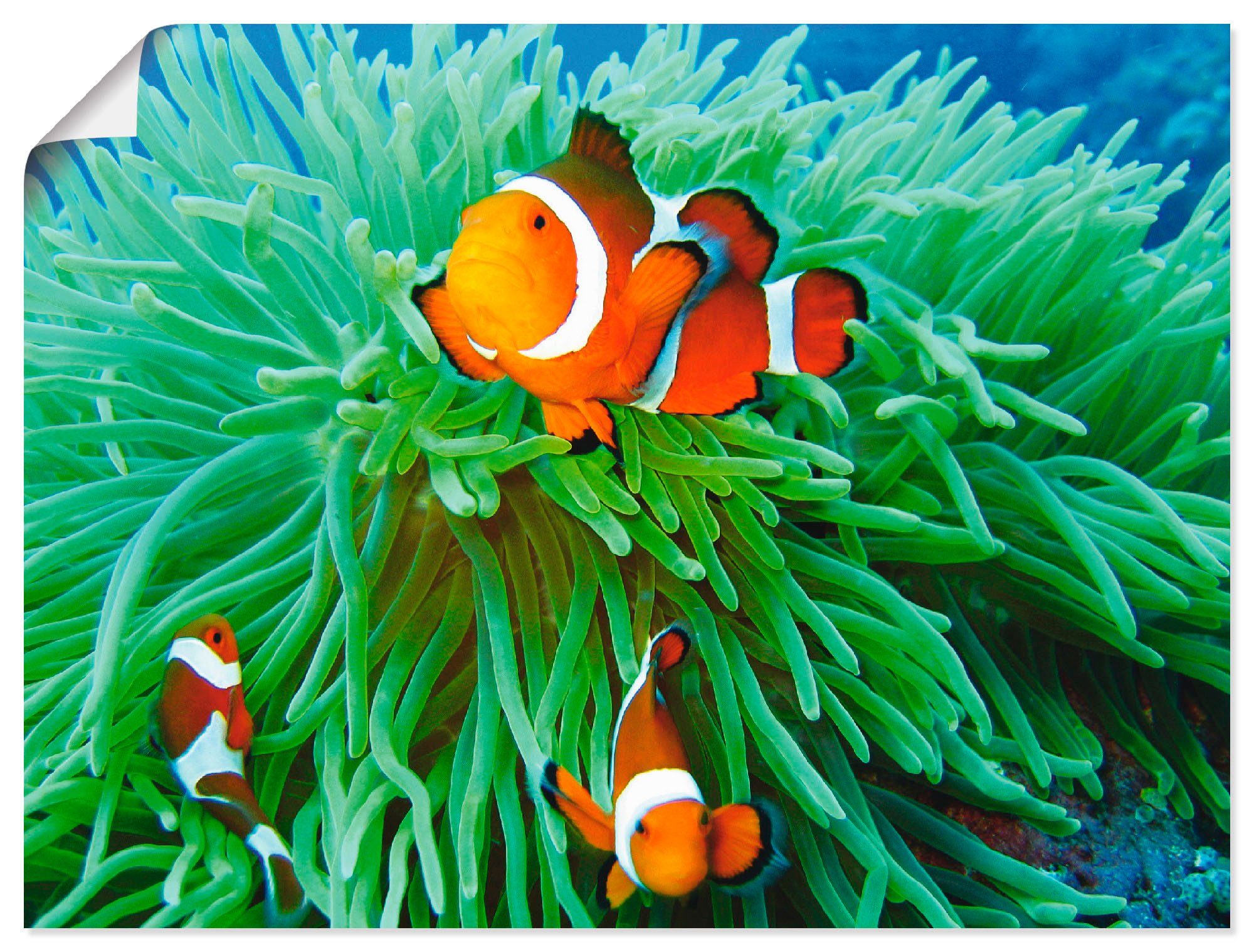 Artland Wandbild Finde Nemo, Wassertiere (1 St), als Alubild, Leinwandbild, Wandaufkleber oder Poster in versch. Größen