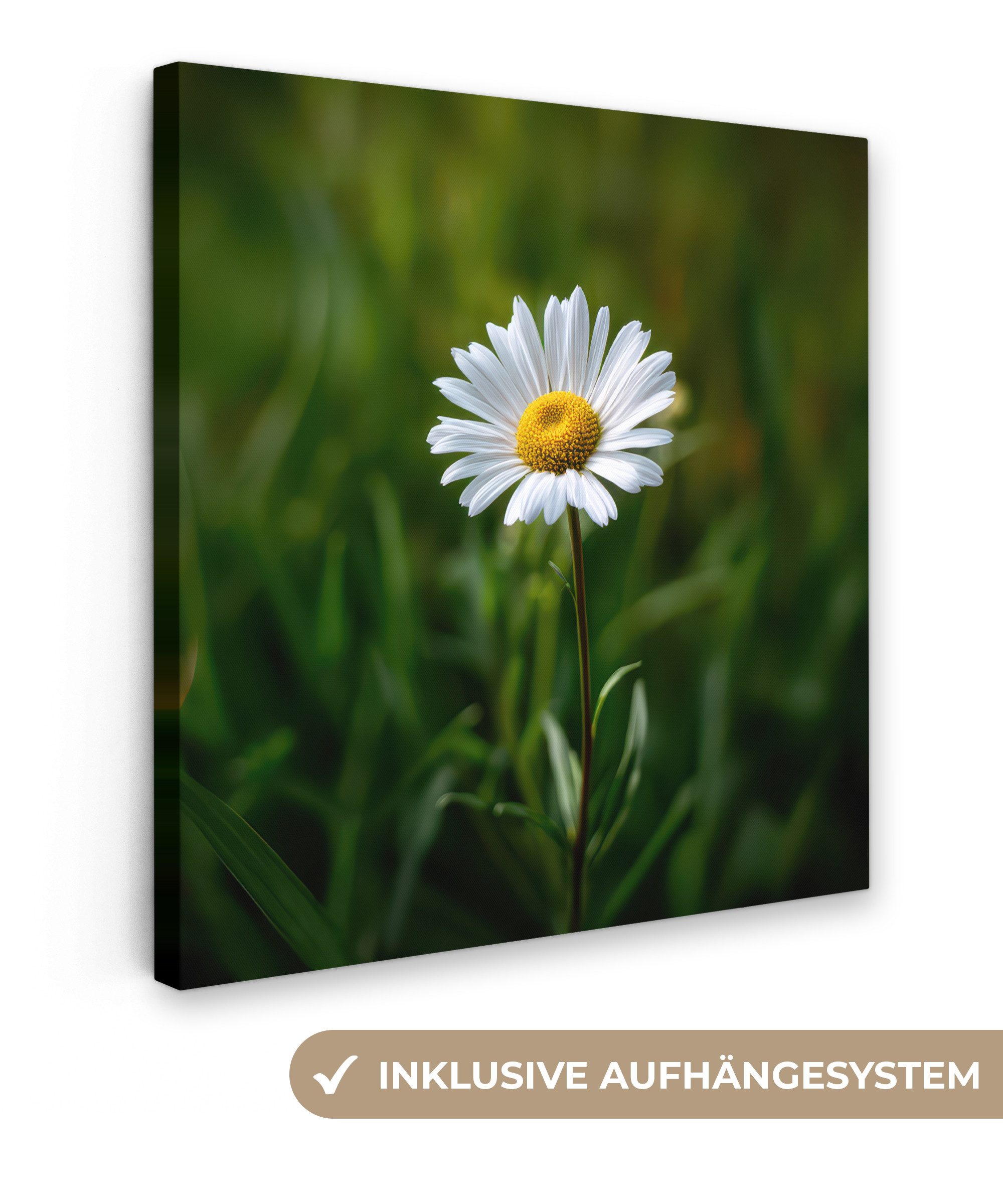 OneMillionCanvasses® Leinwandbild Weiß - Gänseblümchen - günstig online kaufen