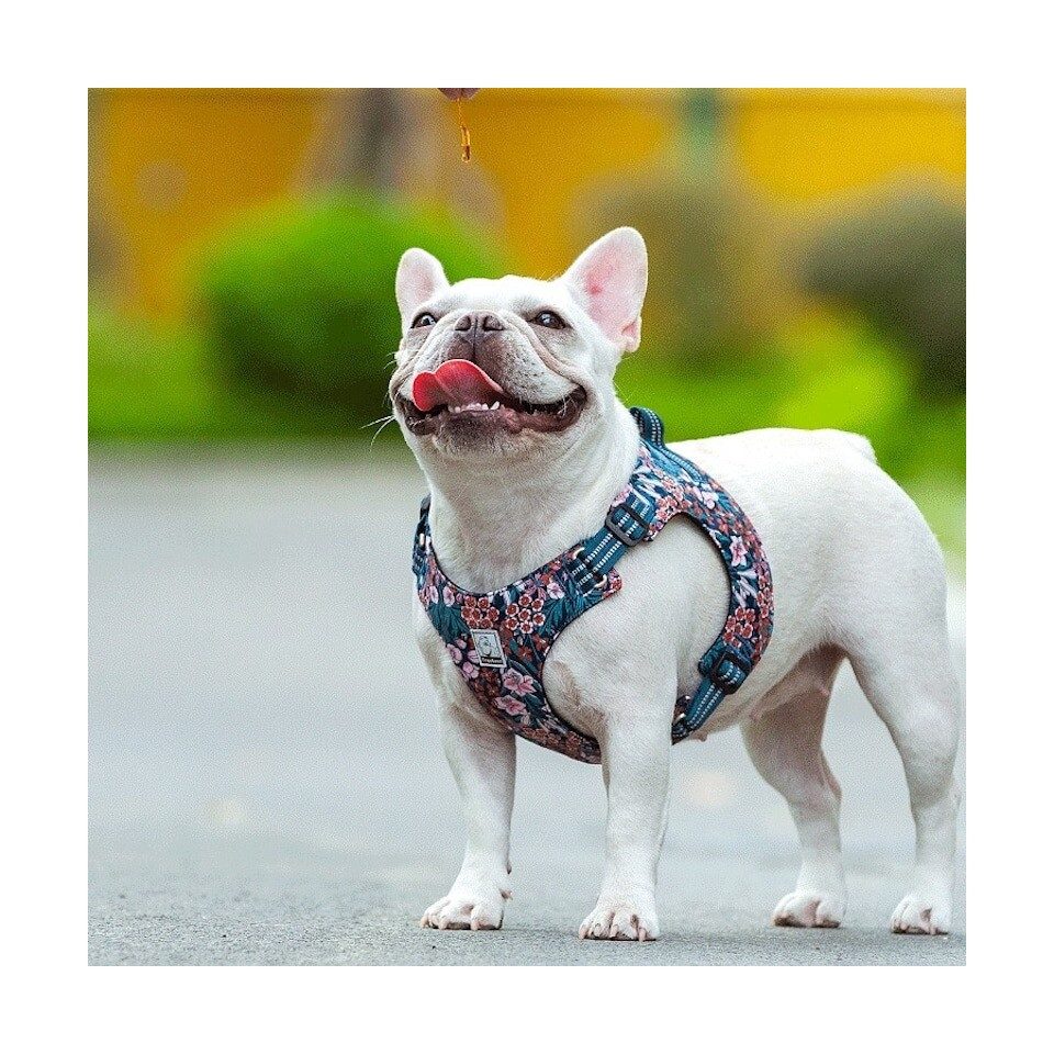 Truelove Hunde-Geschirr Geschirr Floral Navy Blazer günstig online kaufen