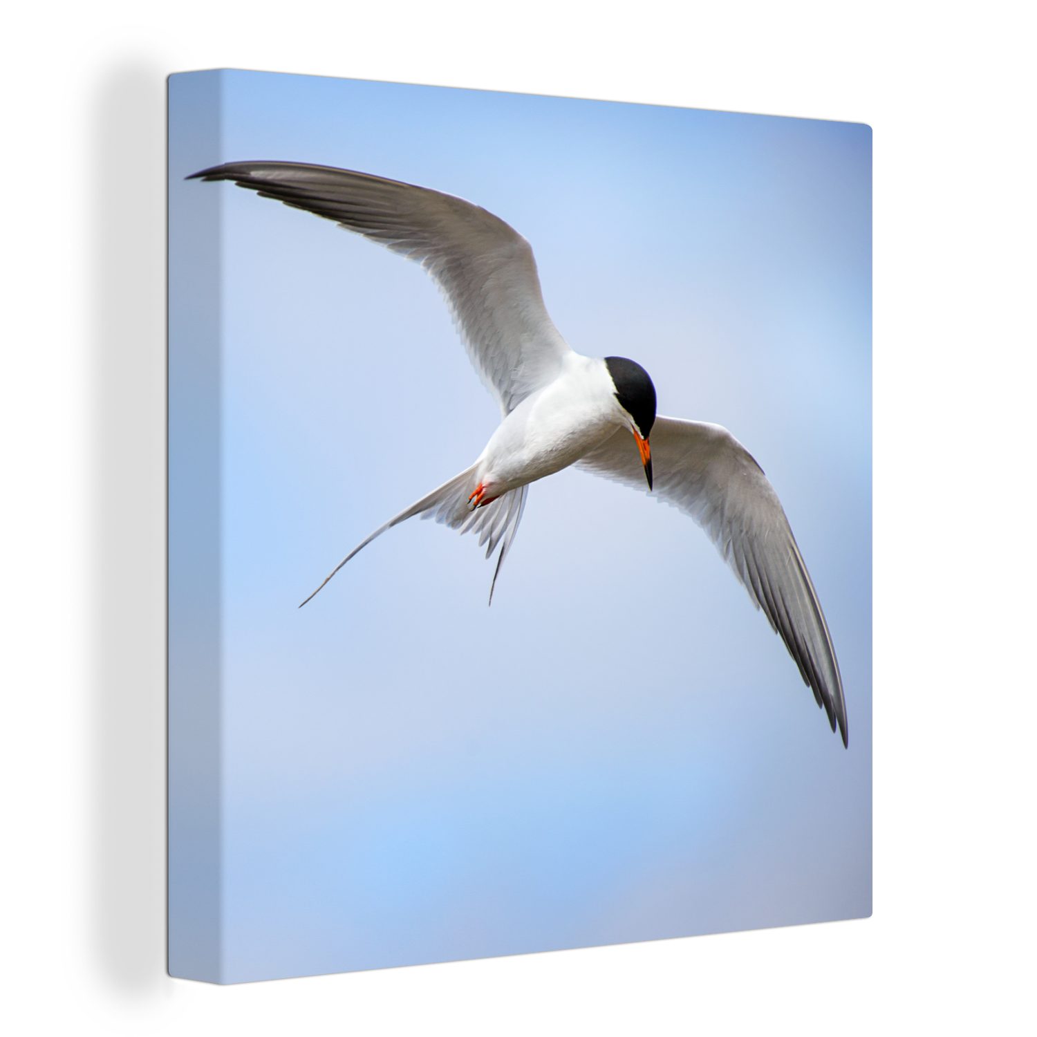 OneMillionCanvasses® Leinwandbild Eine Weißflügelseeschwalbe fliegt am blauen Himmel, (1 St), Leinwand Bilder für Wohnzimmer Schlafzimmer