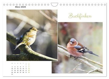 CALVENDO Wandkalender Vogel-Pärchen (Wandkalender 2025 DIN A4 quer), CALVENDO Monatskalender