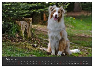 CALVENDO Wandkalender Australian Shepherd - Augenblicke (Premium, hochwertiger DIN A2 Wandkalender 2023, Kunstdruck in Hochglanz)