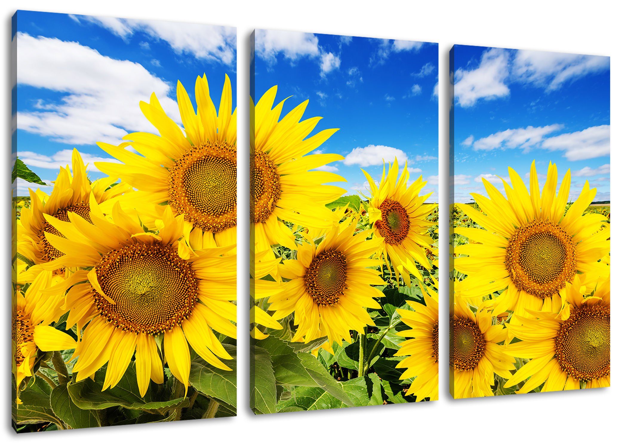 Pixxprint Leinwandbild Sonnenblumenwiese unter Himmel, Sonnenblumenwiese unter Himmel 3Teiler (120x80cm) (1 St), Leinwandbild fertig bespannt, inkl. Zackenaufhänger
