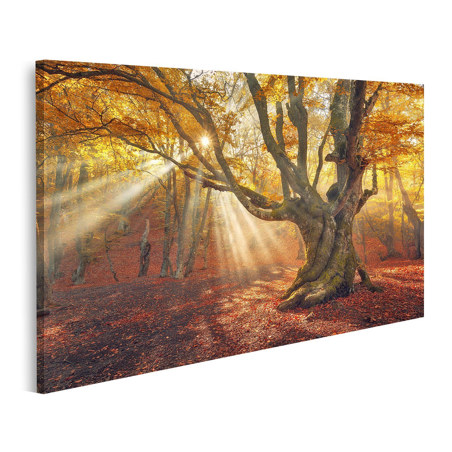 islandburner Leinwandbild Bild auf Leinwand Magischer Alter Baum Herbst Wald Nebel Sonnenstrahle
