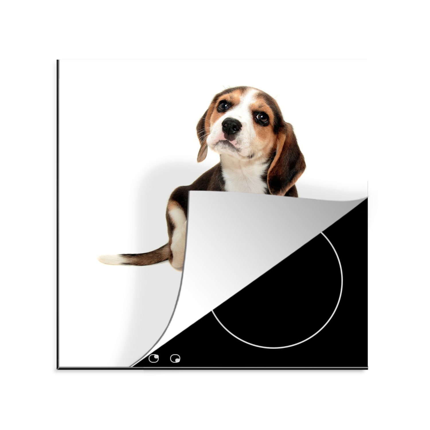 MuchoWow Herdblende-/Abdeckplatte Welpe - Beagle - Weiß, Vinyl, (1 tlg), 78x78 cm, Ceranfeldabdeckung, Arbeitsplatte für küche
