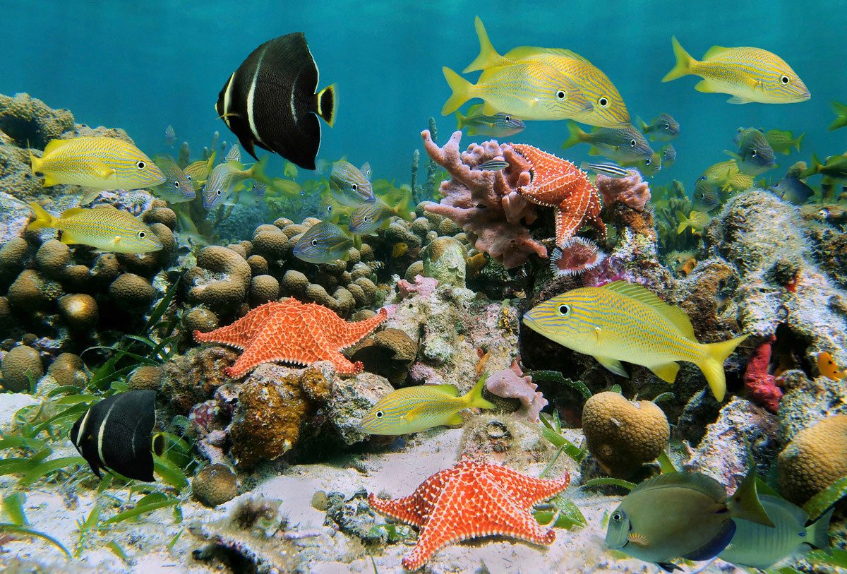 Fototapete Fische mit Seesternen