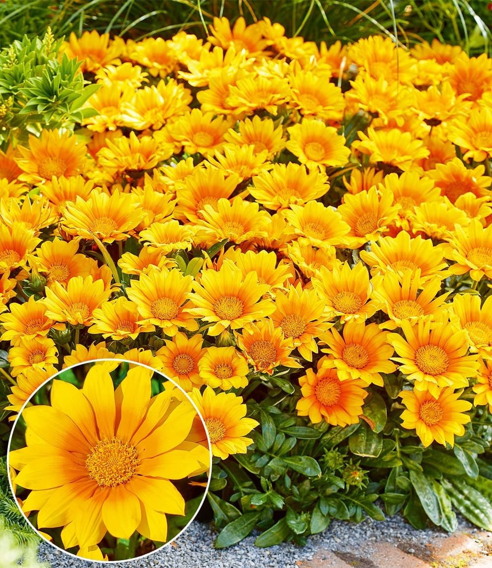 BALDUR Garten Bodendecker Gazanie 'Suncarpet®', 4 St., Trockenheitsverträglichkeit, genügsam, pflegeleicht