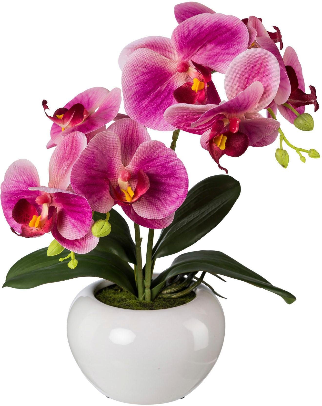Kunstpflanze Orchidee, Creativ green, Höhe 35 cm, 2er Set günstig online kaufen