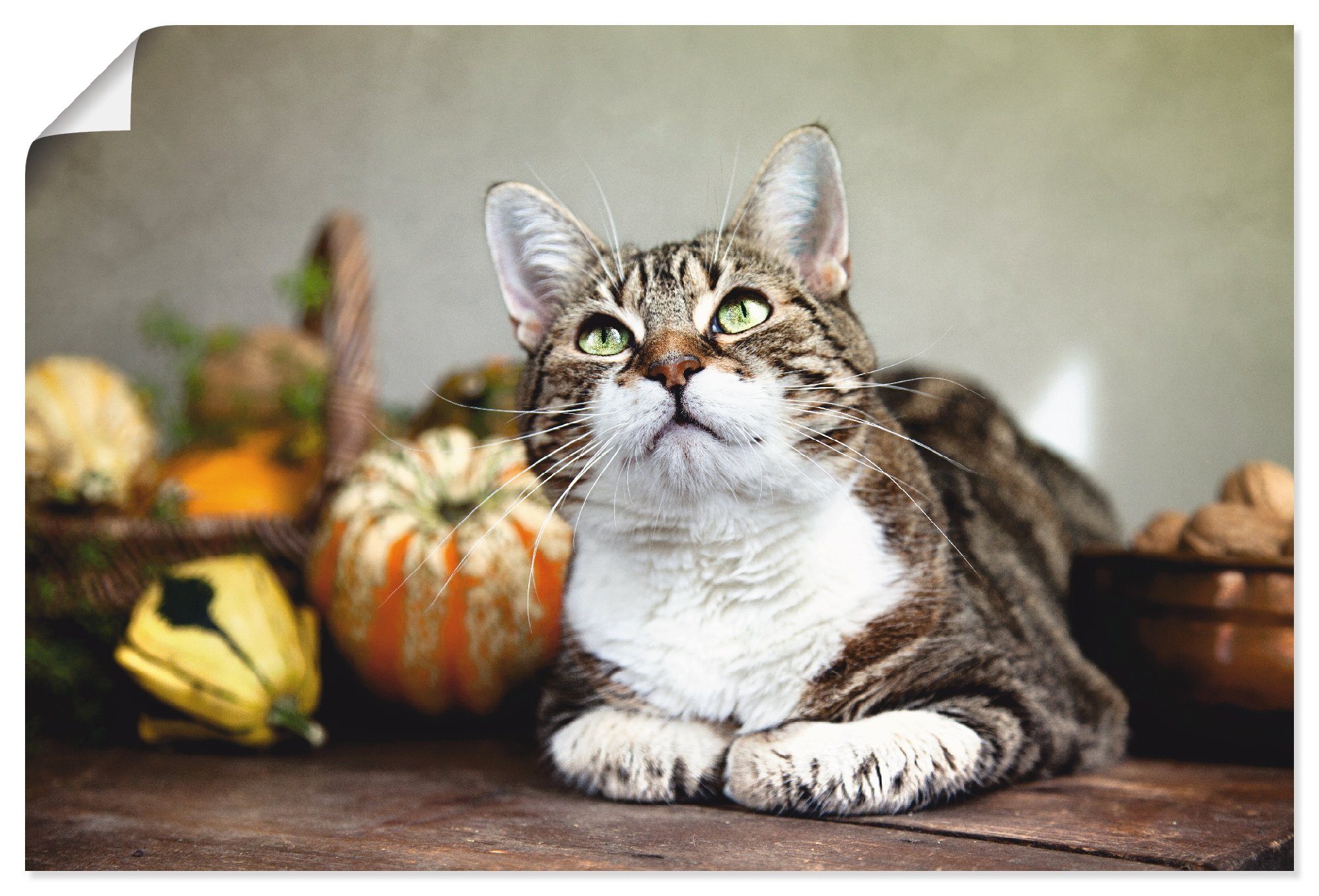 Artland Wandbild Katze und Herbstdeko, Haustiere (1 St), als Alubild, Leinwandbild, Wandaufkleber oder Poster in versch. Größen
