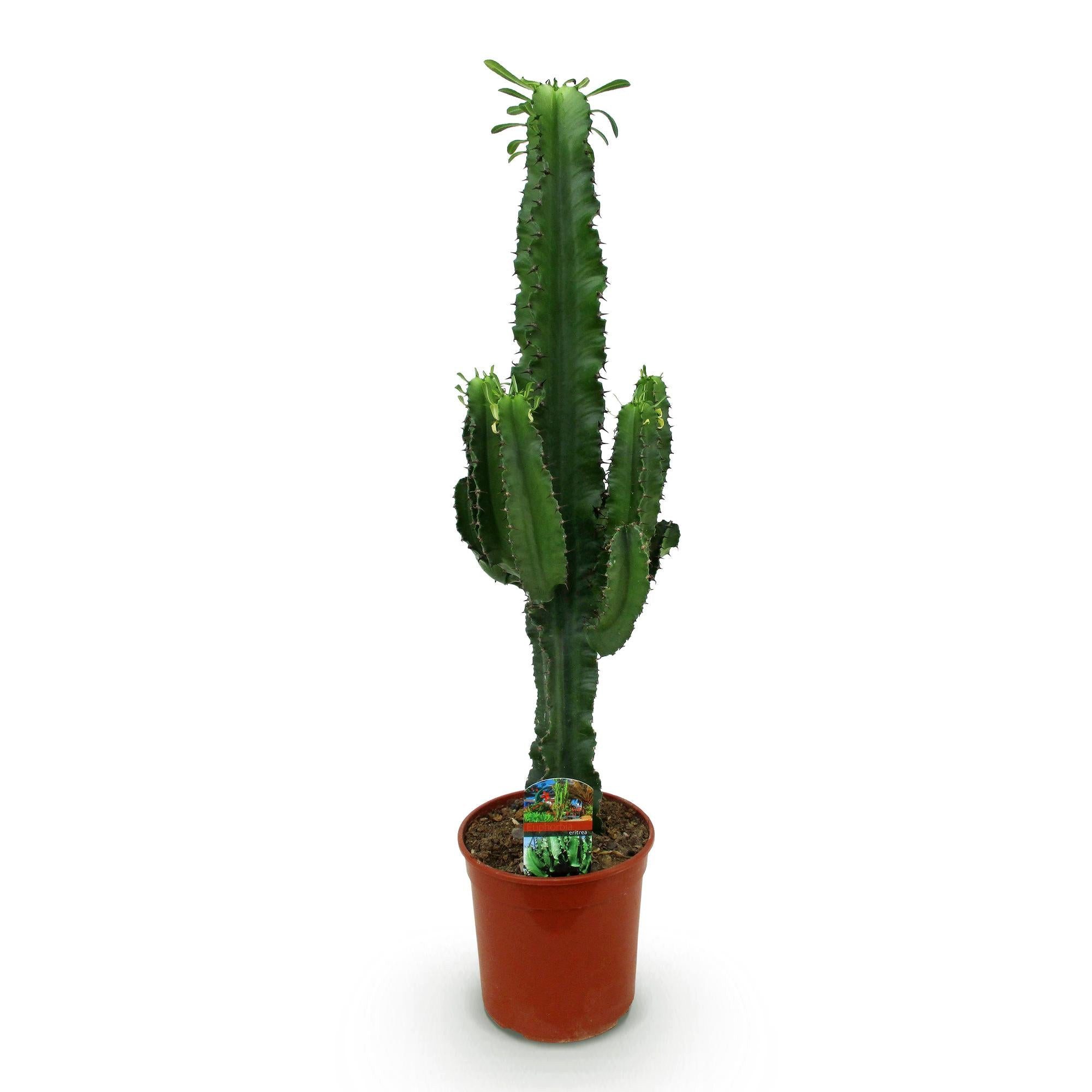 Florora Zimmerpflanze Euphorbia – Wolfsmilch – 70 cm – Topf 19 cm