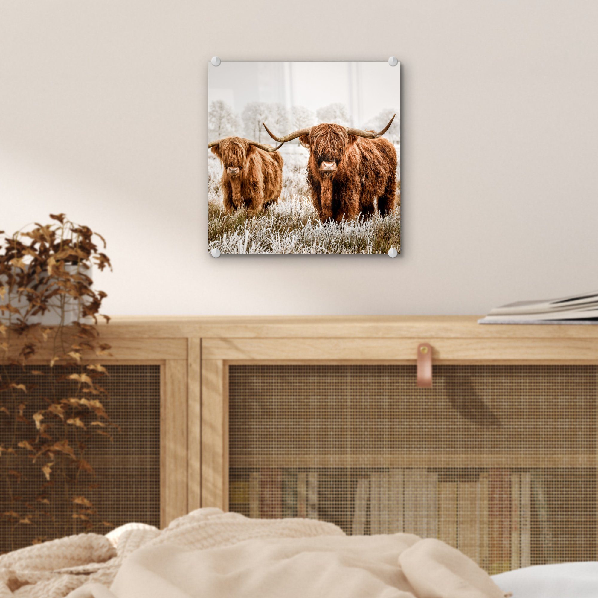 Wandbild bunt - Foto - auf MuchoWow Schottischer Tiere, - - Glas Glasbilder Wanddekoration Kuh Acrylglasbild St), Glas Highlander Bilder - (1 auf