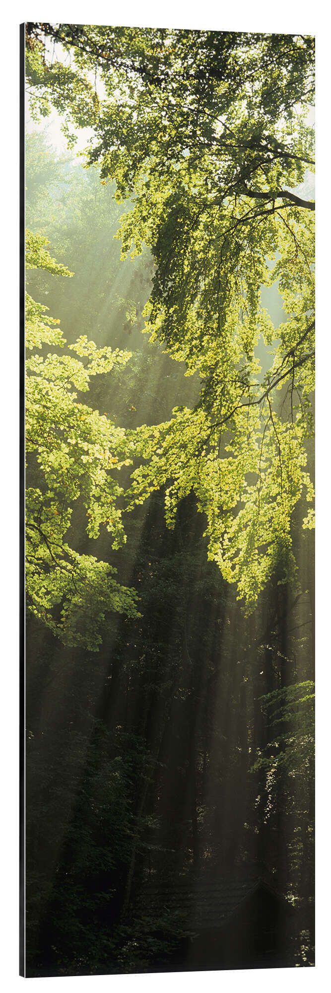 Posterlounge Alu-Dibond-Druck Markus Lange, Sonnenstrahlen im Wald, Fotografie