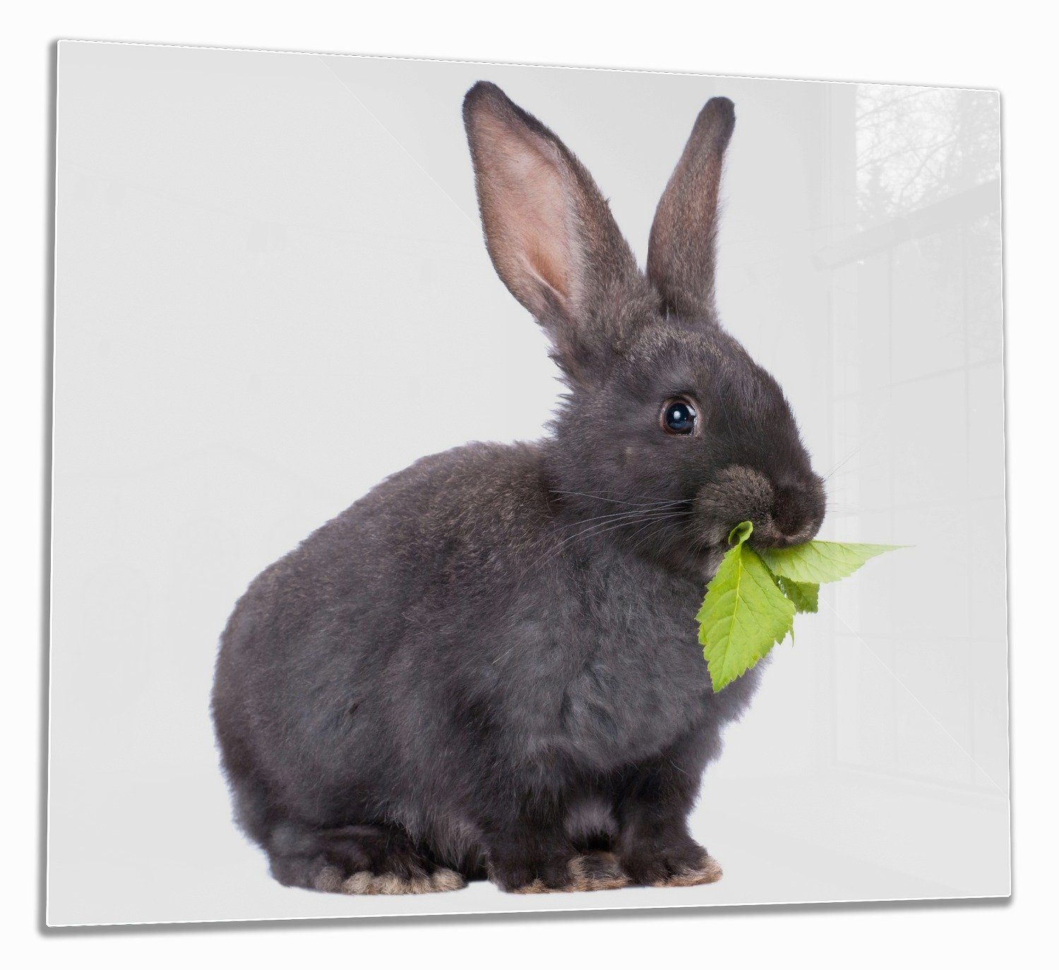 Wallario Herd-Abdeckplatte Süßes Kaninchen mit Grünzeug beim Futtern, ESG-Sicherheitsglas, (Glasplatte, 1 tlg., inkl. 5mm Noppen), verschiedene Größen