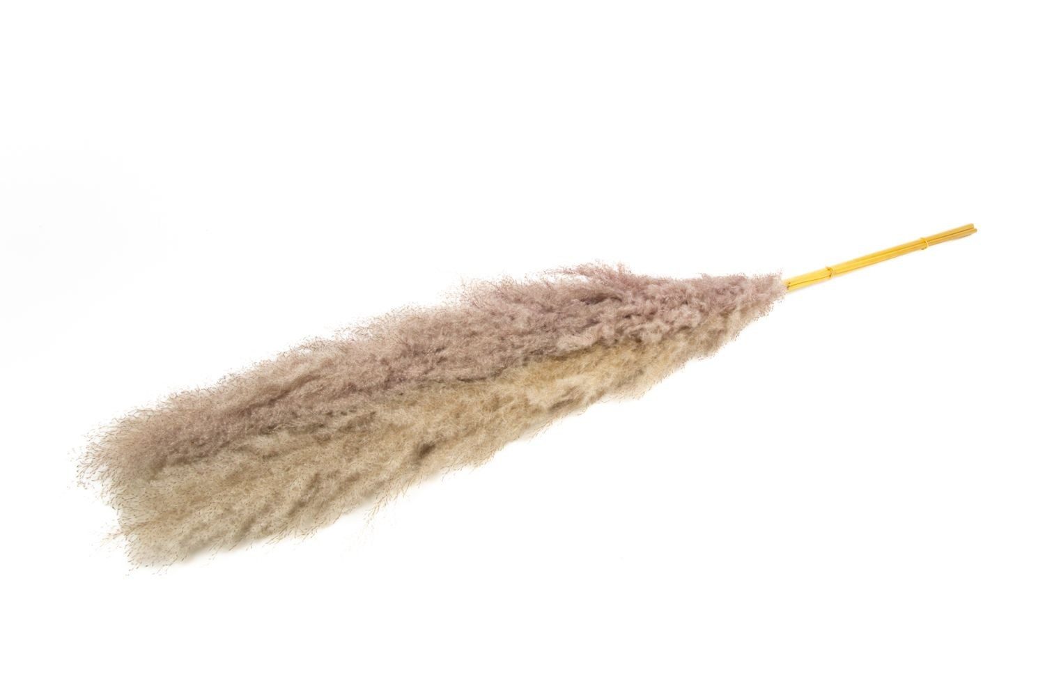 Trockenblume Pampasgras getrocknet ANIAMI, grau-beige, 130-140cm, Ø20cm, INNA-Glas, Höhe 140.0 cm