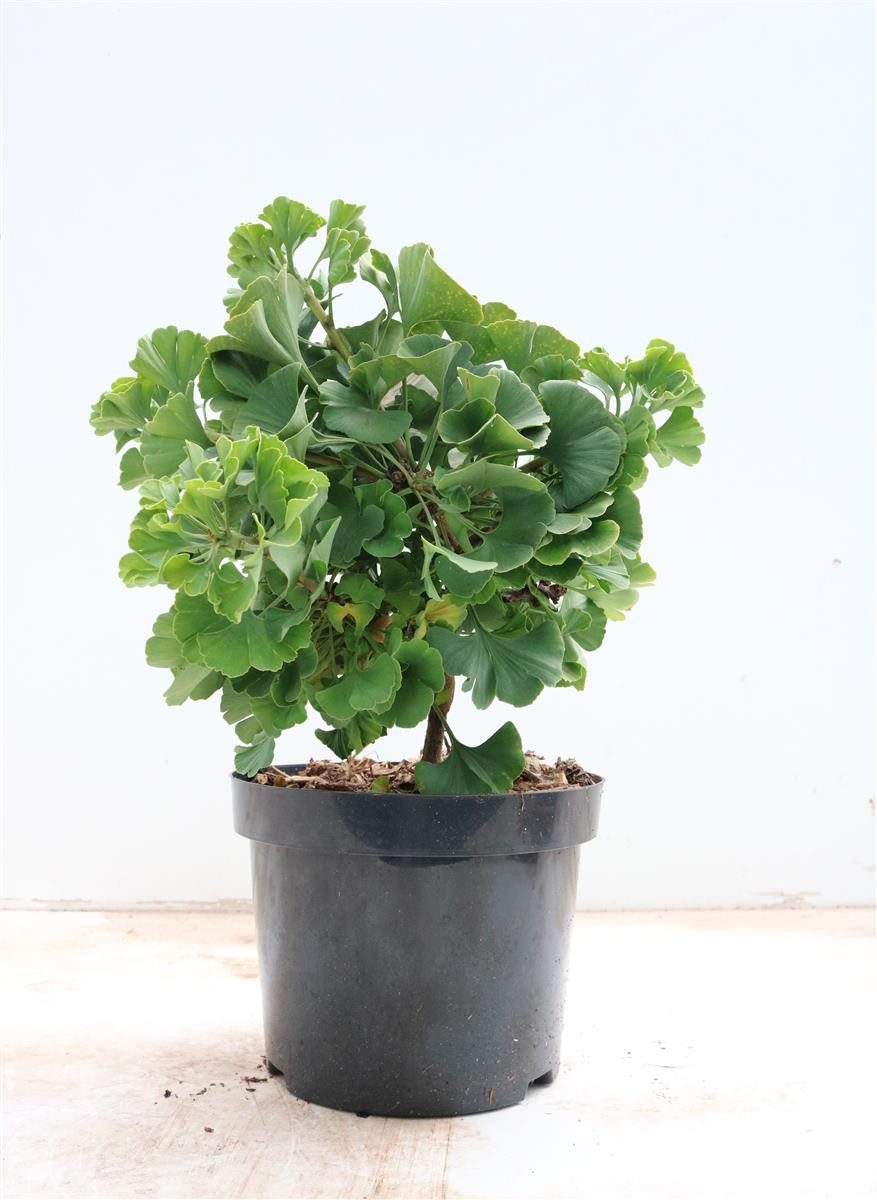 Pflanzen für Dich Konifere Ginkgo biloba Mariken, 1 St., Ginkgo, Fächerblattbaum, fächerförmig, gelbe Herbstfärbung
