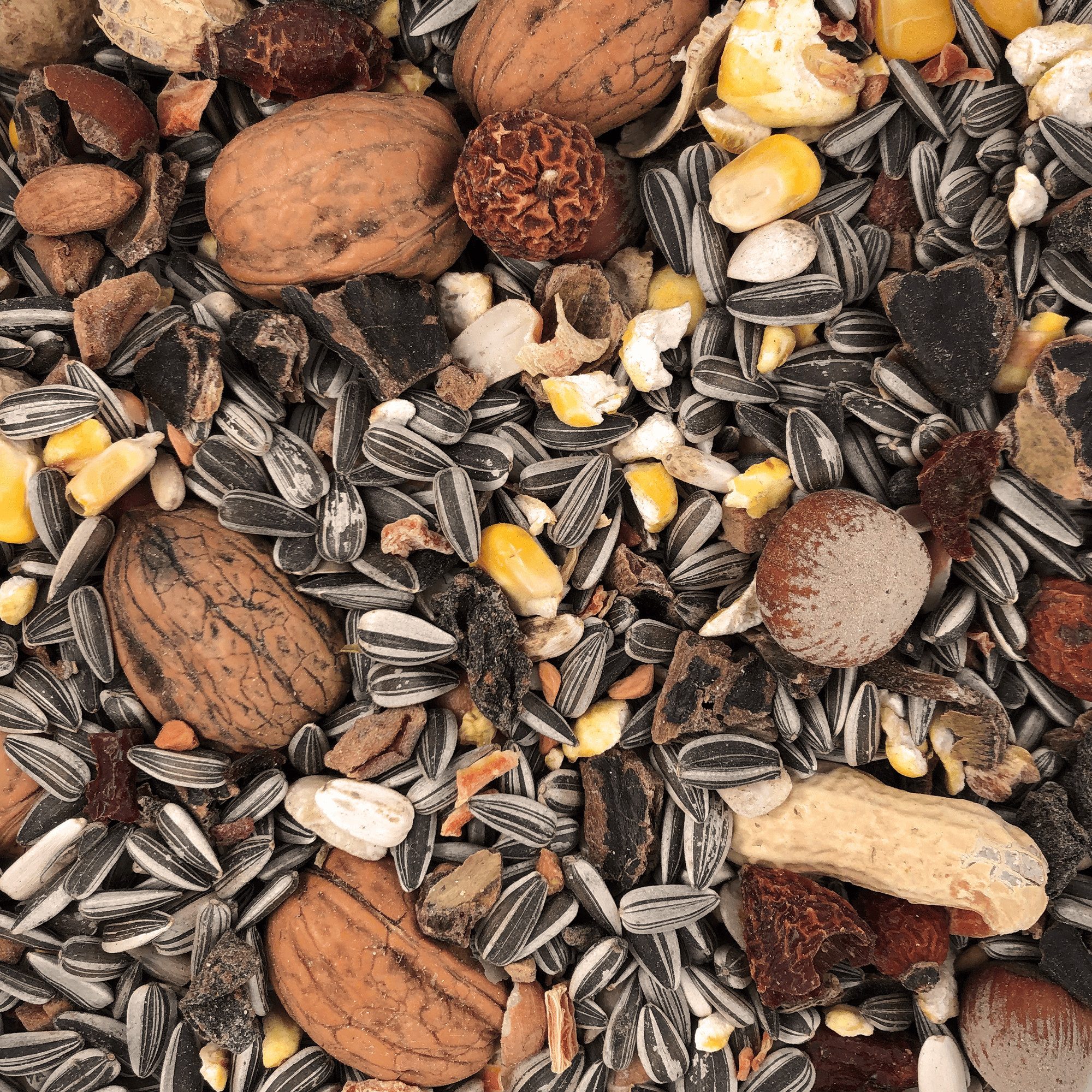 Orni Eichhörnchen Futter 1kg - Ganzjahresfutter Saaten Mischung mit Schale, Hauptfutter für: Nutz-/ Wildtier