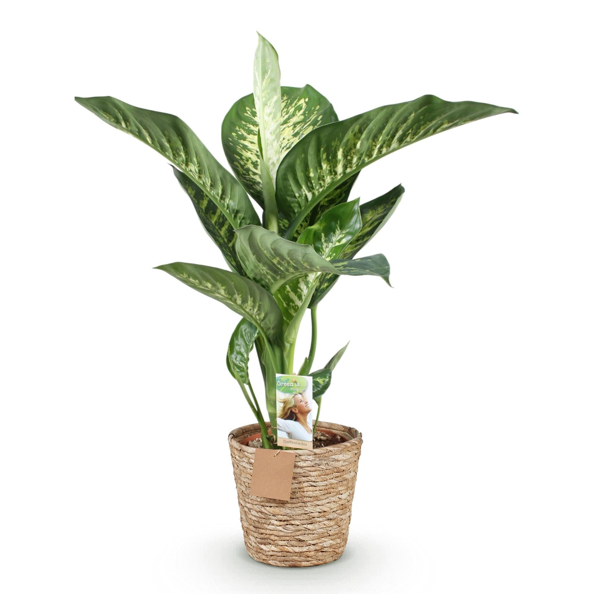 Florora Zimmerpflanze Dieffenbachia - 100 cm