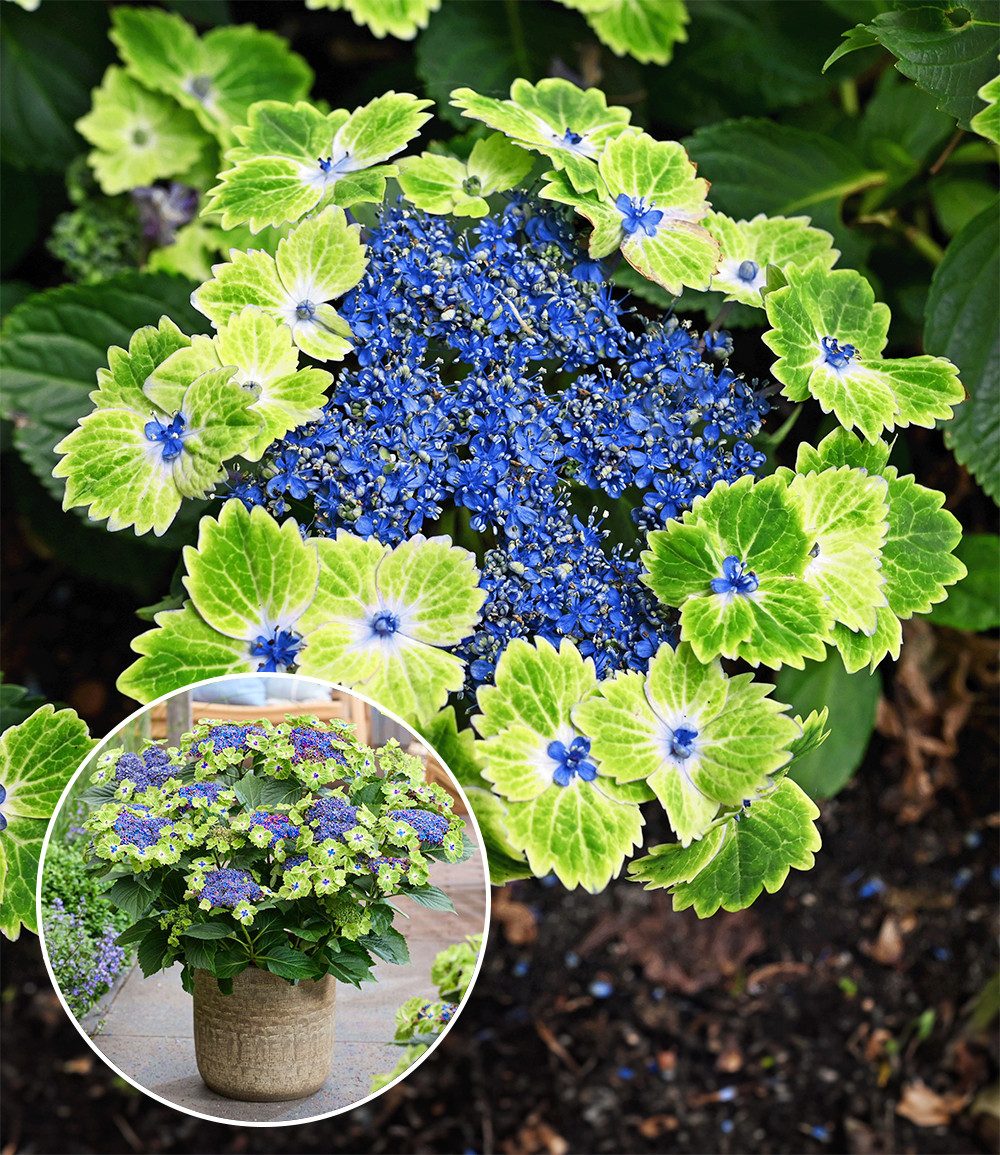 BALDUR Garten Zierstrauch Freiland-Hortensie 'Magical® Edgy Green', 1 St., Tellerhortensie, winterhart, grün-blaue Blüten, großblütig