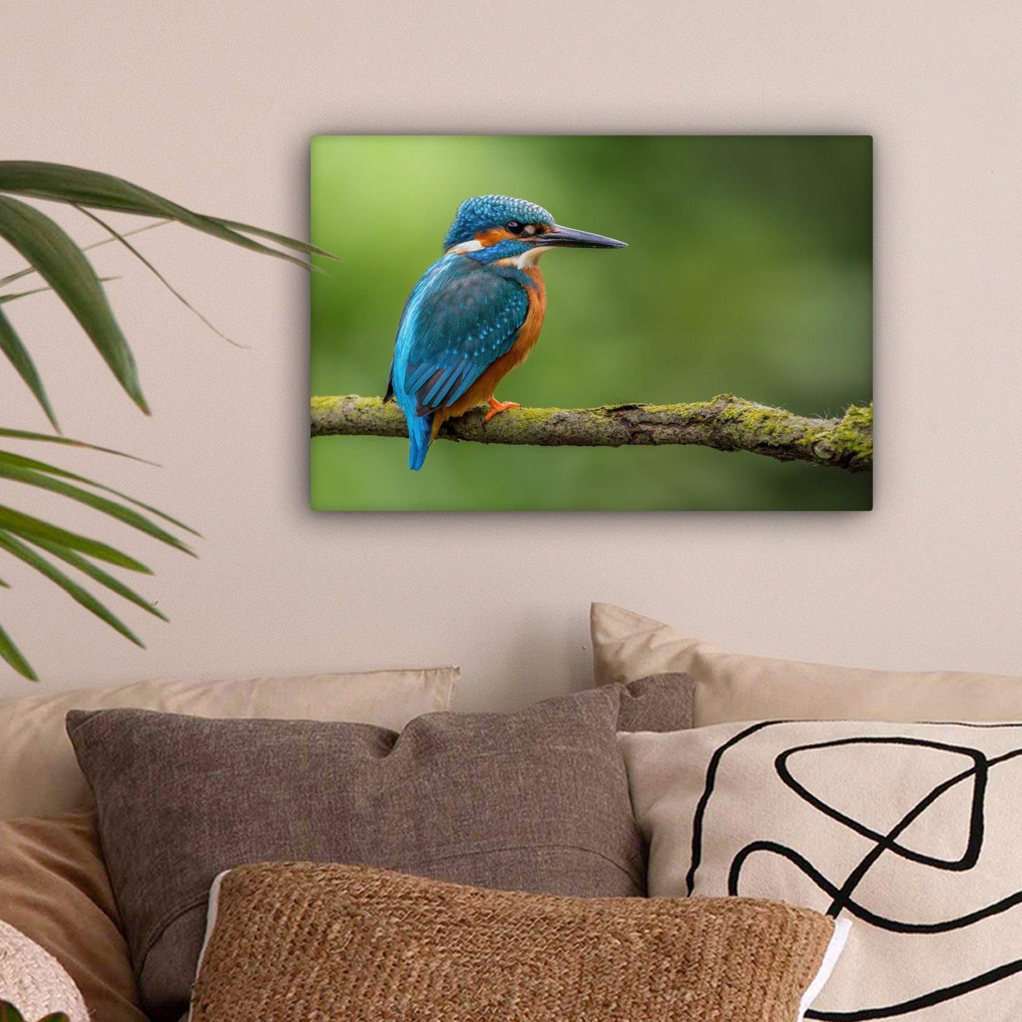 OneMillionCanvasses® Leinwandbild Eisvogel - Zweig - Moos - Vogel - Grün, F günstig online kaufen