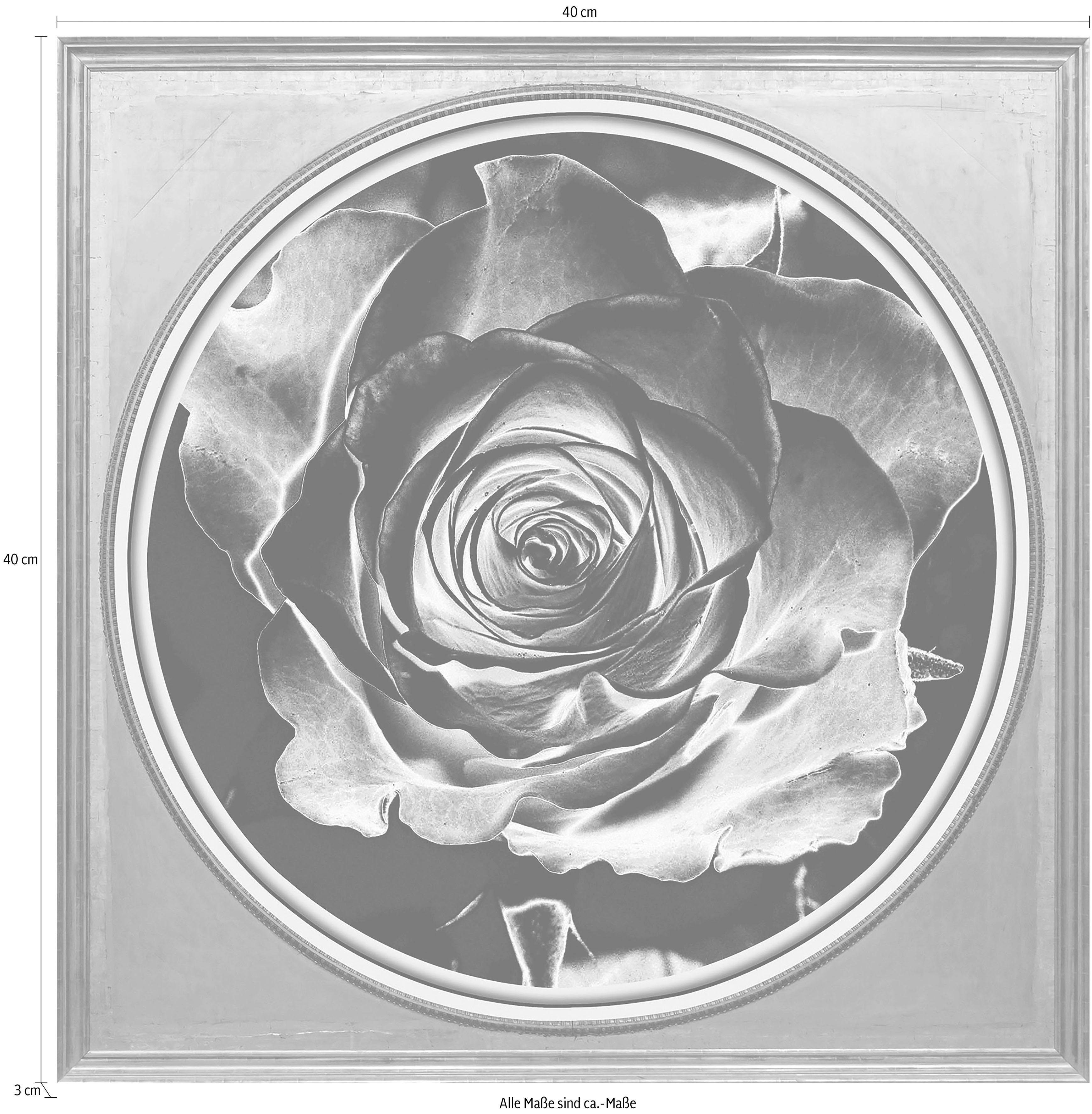 Acrylglasbild Rose queence Sepia