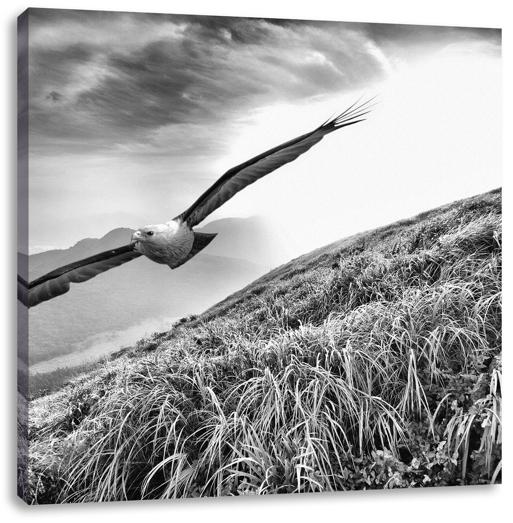 Pixxprint Leinwandbild Majestätischer Weißkopfseeadler, Majestätischer Weißkopfseeadler (1 St), Leinwandbild fertig bespannt, inkl. Zackenaufhänger