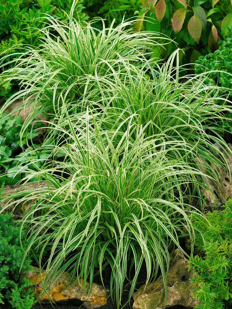 Pflanzen für Dich Gräser Carex morrowii Silver Sceptre, 1 St., Japan-Segge, weißbunt, horstbildend