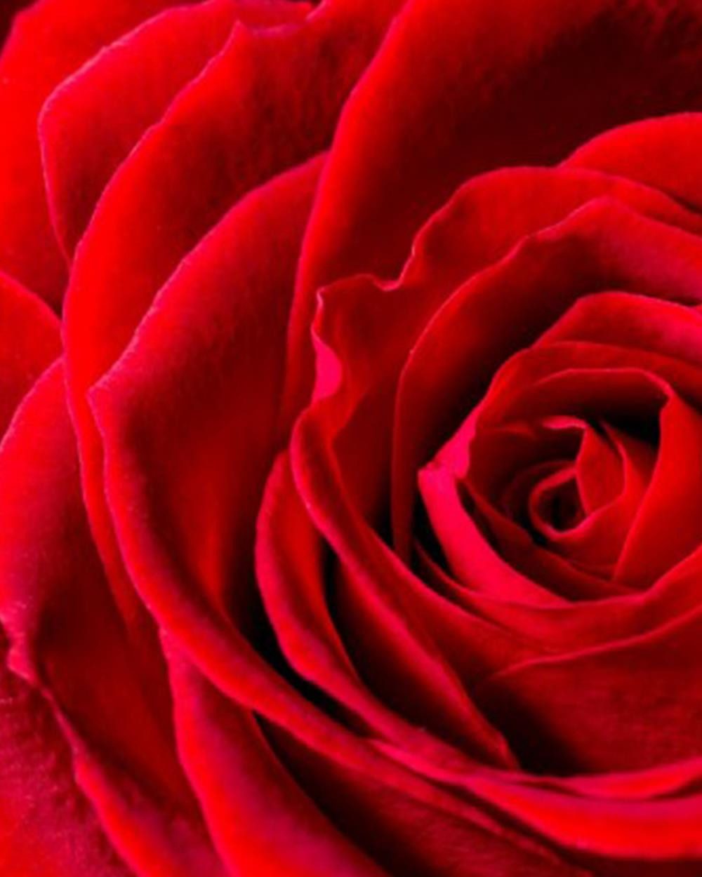 YODEYMA Eau de Parfum YODEYMA Parfum Silk Elixir - orientalischer Damenduft (100 ml)