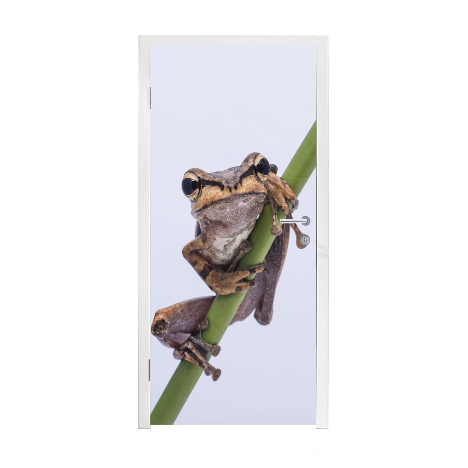 MuchoWow Türtapete Frosch - Zweig - Grau, Matt, bedruckt, (1 St), Fototapete für Tür, Türaufkleber, 75x205 cm