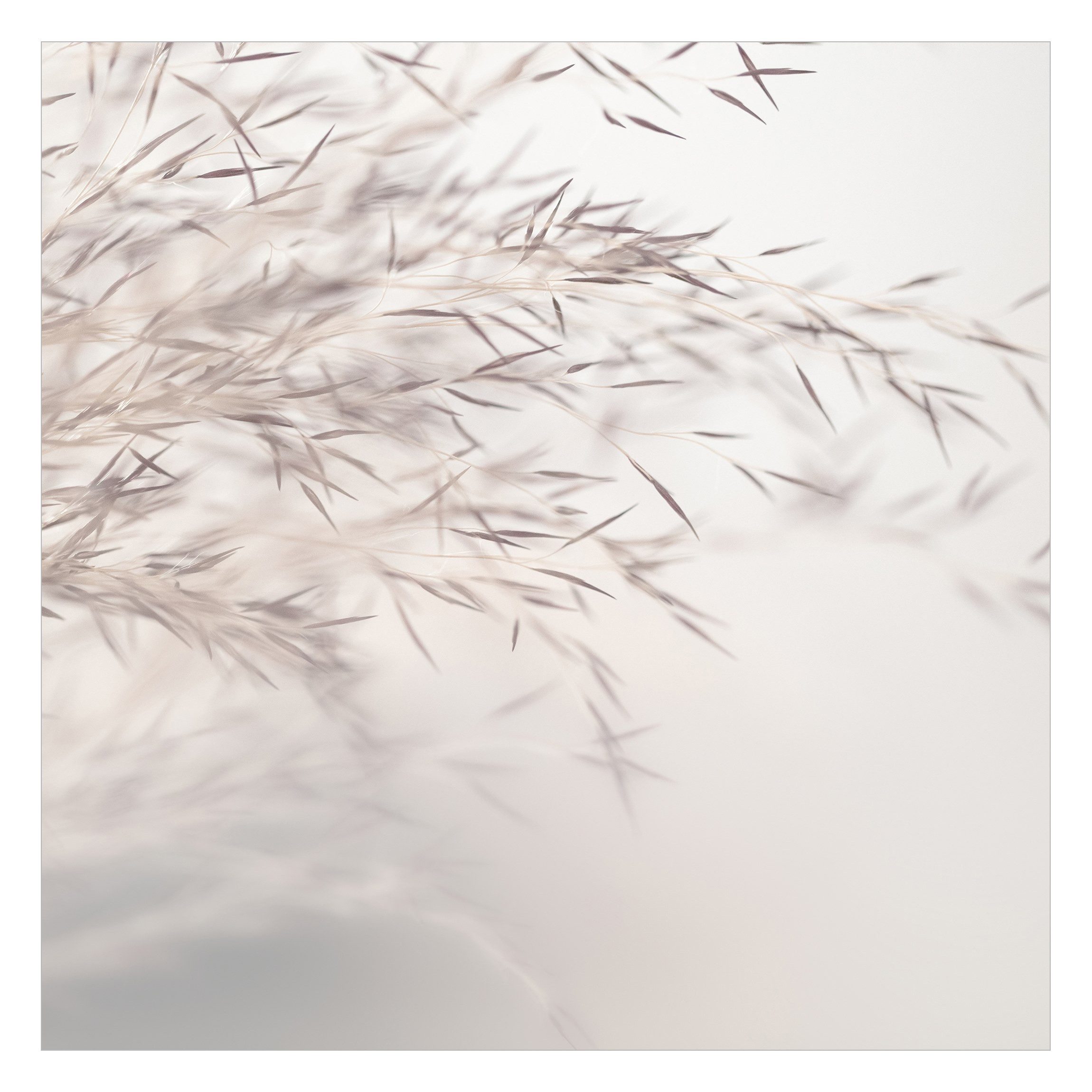 Bilderdepot24 Fototapete Blumen Wiesengras Blumentapete Floral günstig online kaufen