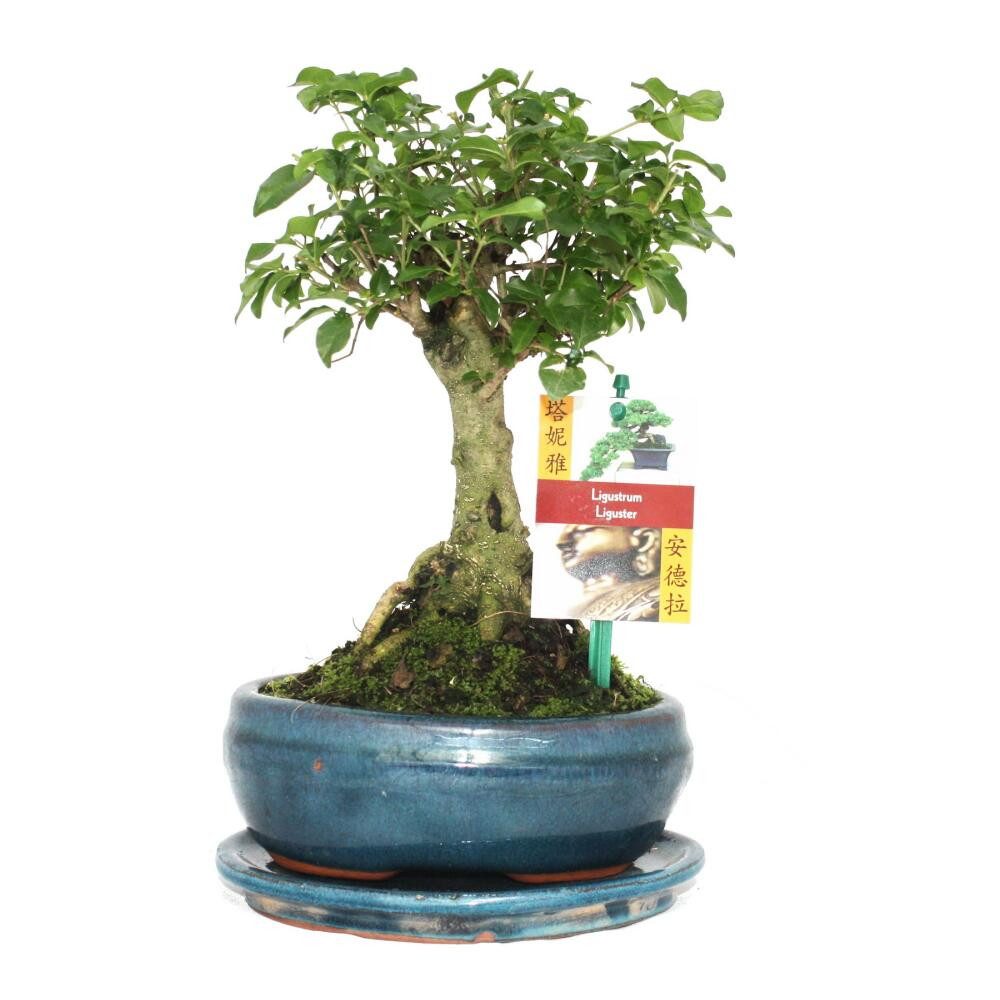 Exotenherz Zimmerpflanze Bonsai Chin. Liguster Ligustrum sinensis ca. 6 Jahre Kugelform